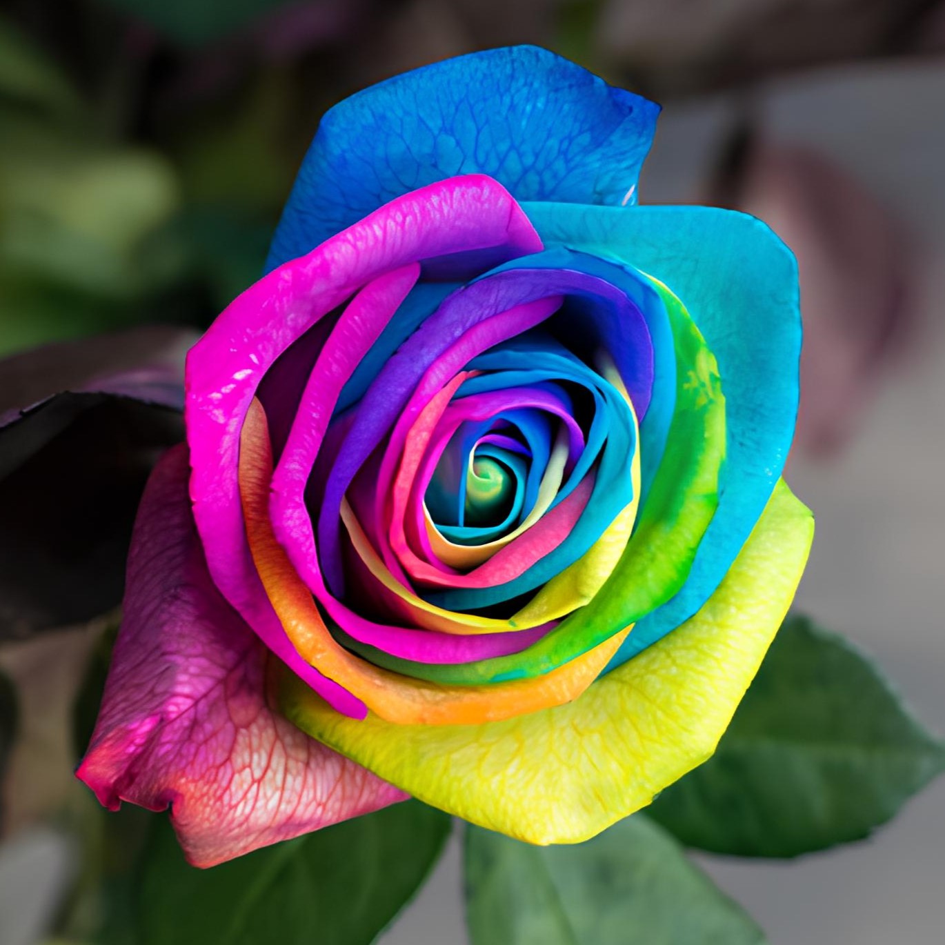 Роза радужная | Tinted Rainbow Rose - "Спутник"