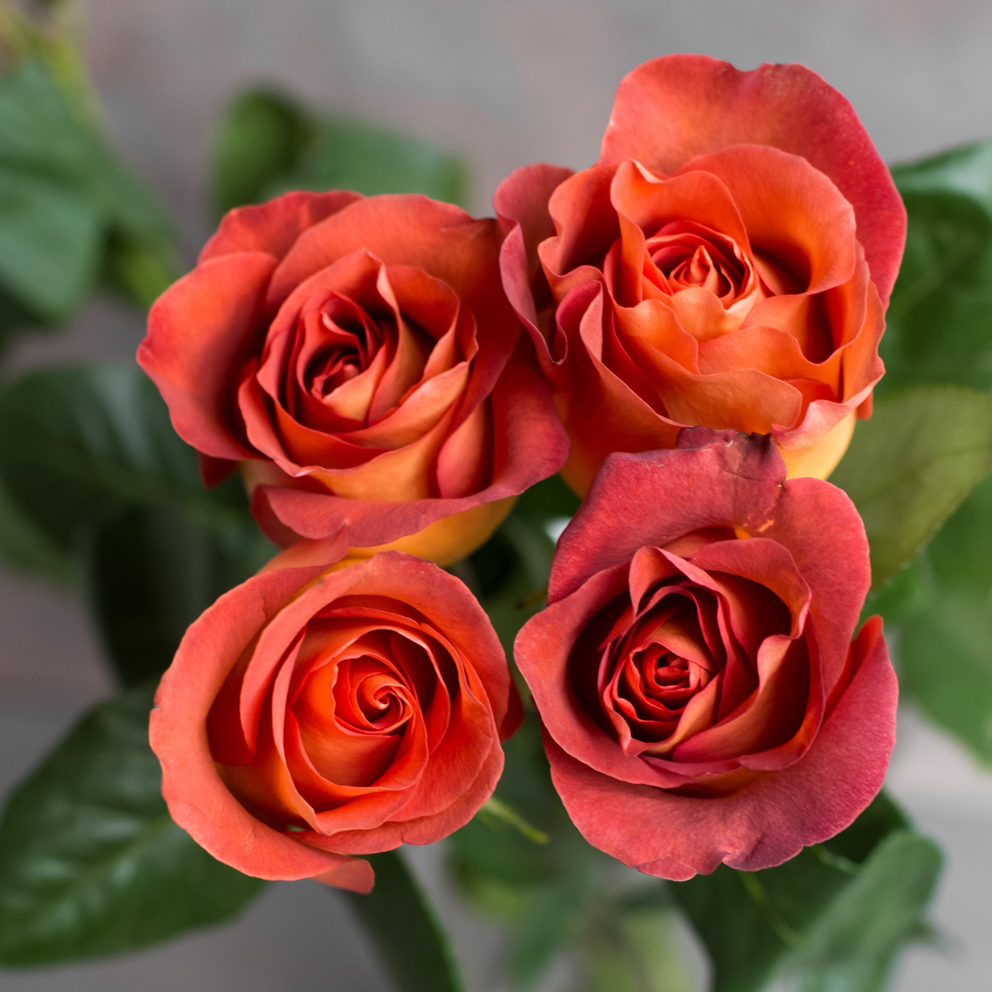 Роза Кофе Брейк | Coffee Break Rose - "Спутник"