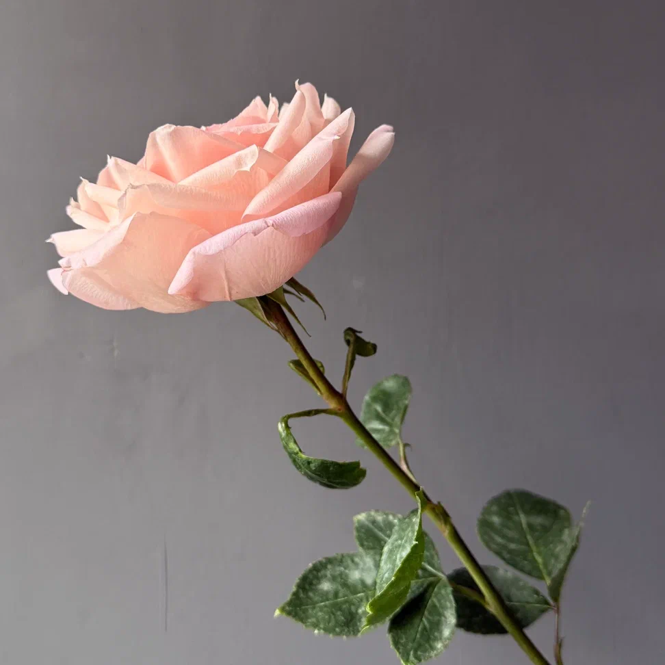 Роза пионовидная Майра Брайдл Пинк | Mayra's Bridal Pink Rose - "Спутник"