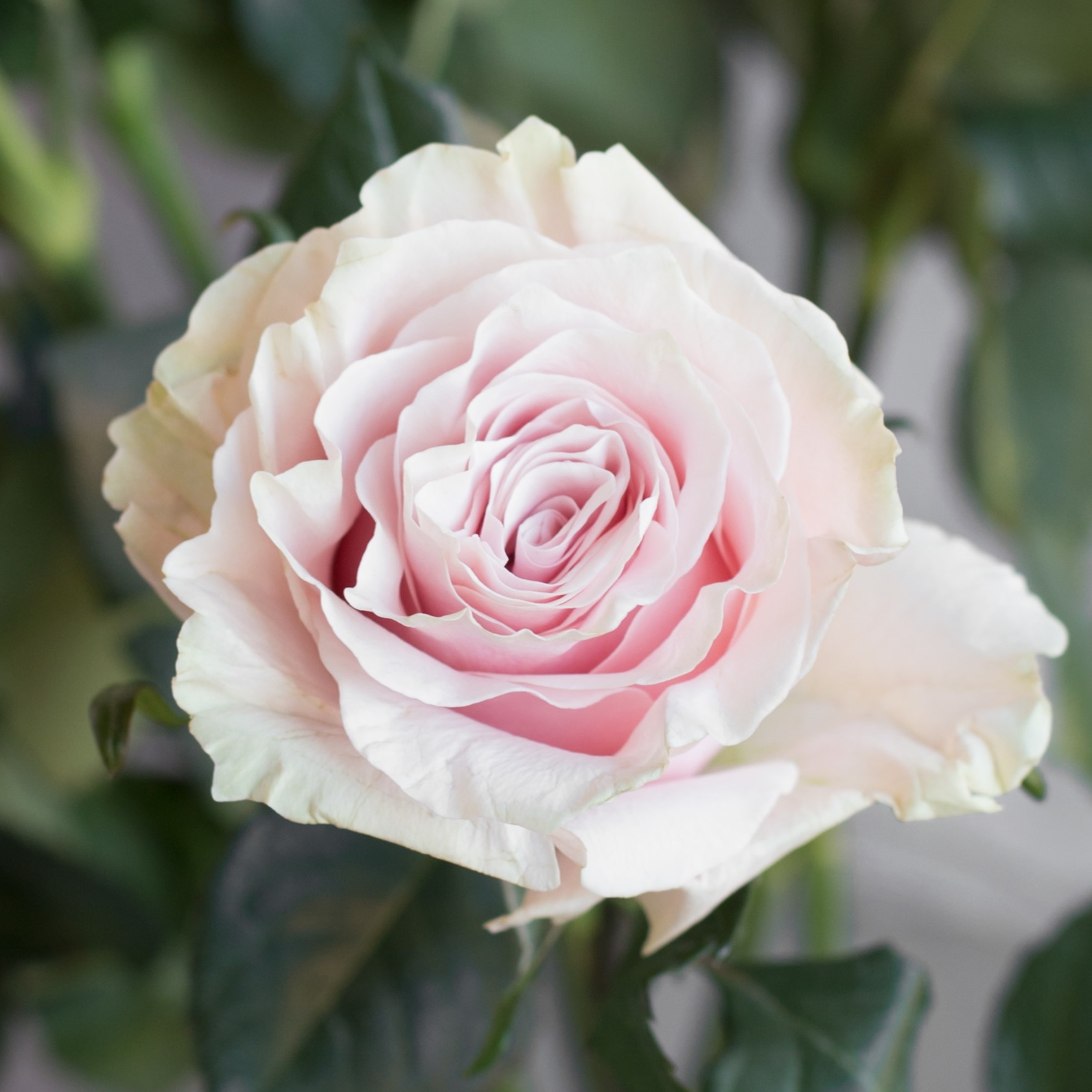 Роза Пинк Мондиаль | Pink Mondial Rose - "Спутник"