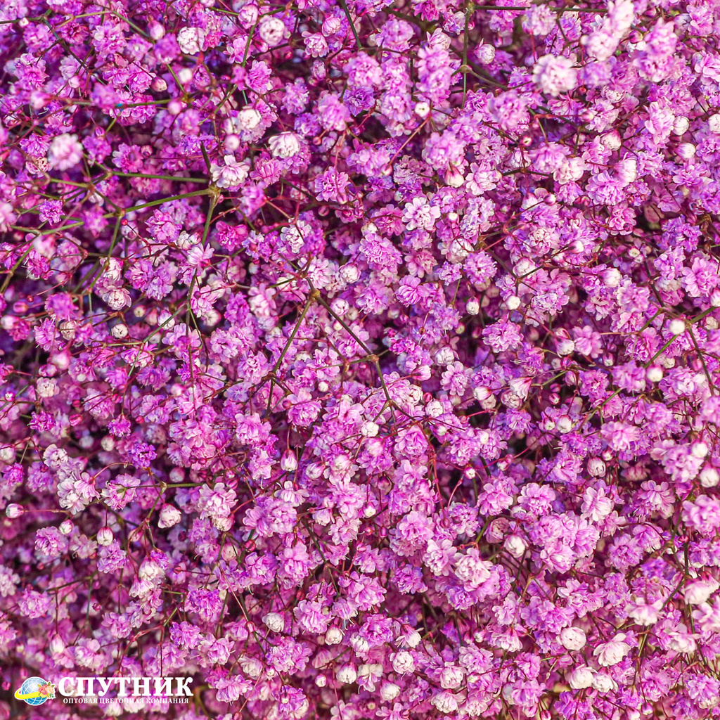 Гипсофила розовая | Gypsophila Light Pink