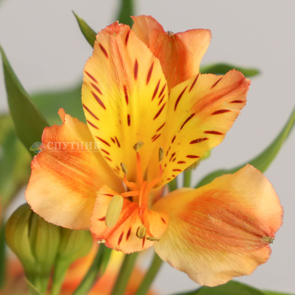 Альстромерия оранжевая Оранж Квин | Alstroemeria Orange Queen