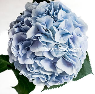 Гортензия Верена Блю | Hydrangea Verena Blue