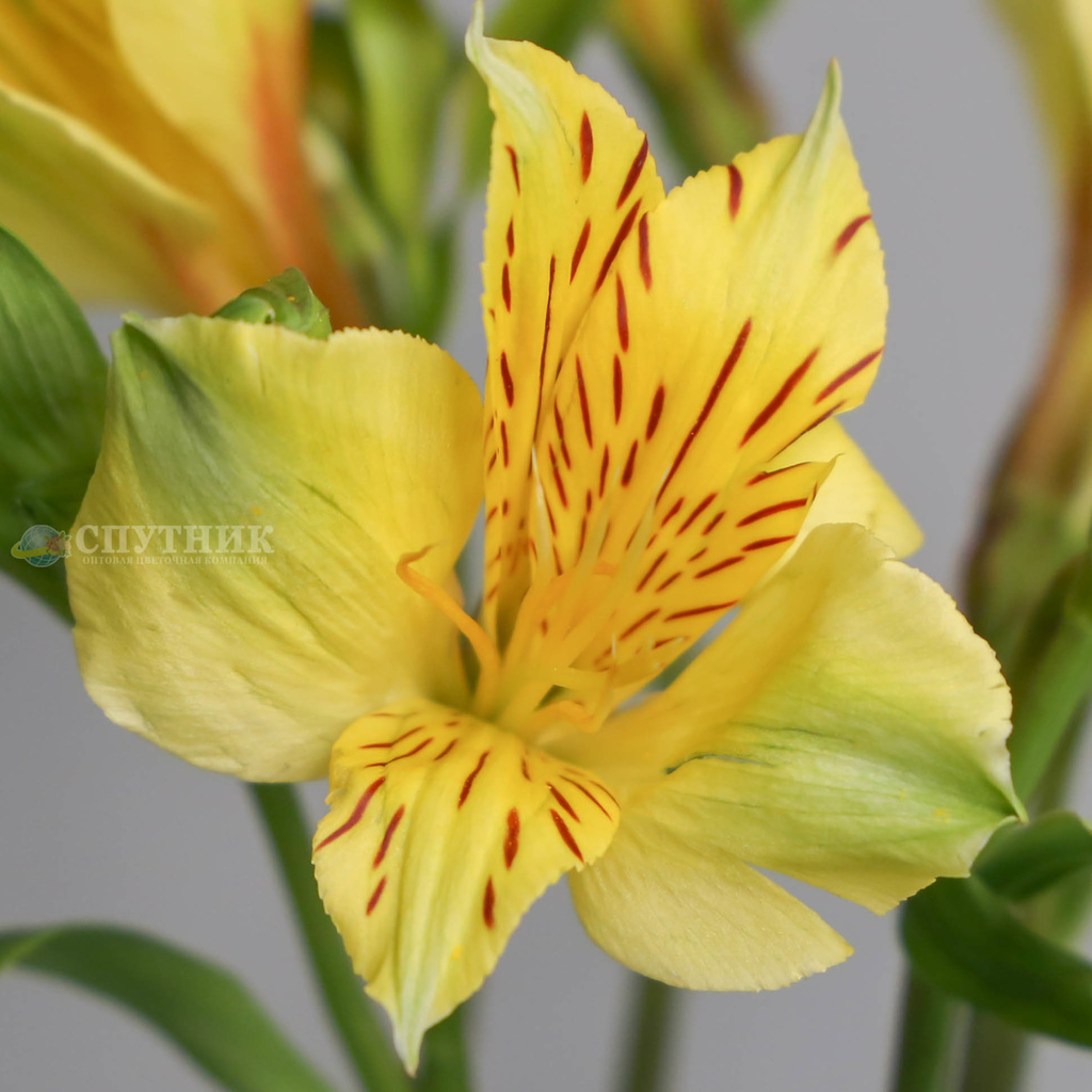 Альстромерия желтая Изола | Alstroemeria Isola