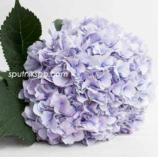 Гортензия Вендетта Лавандер | Hydrangea Vendetta Lavender