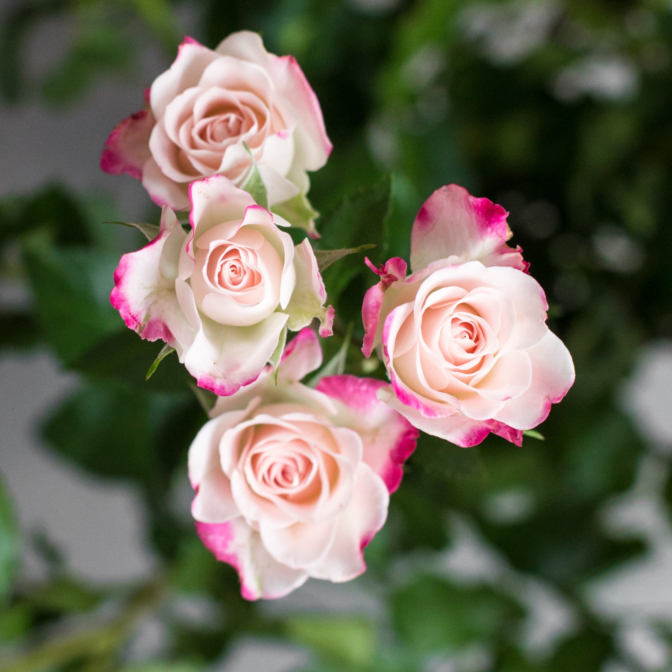 Роза кустовая Рефлекс | Reflex sprey rose