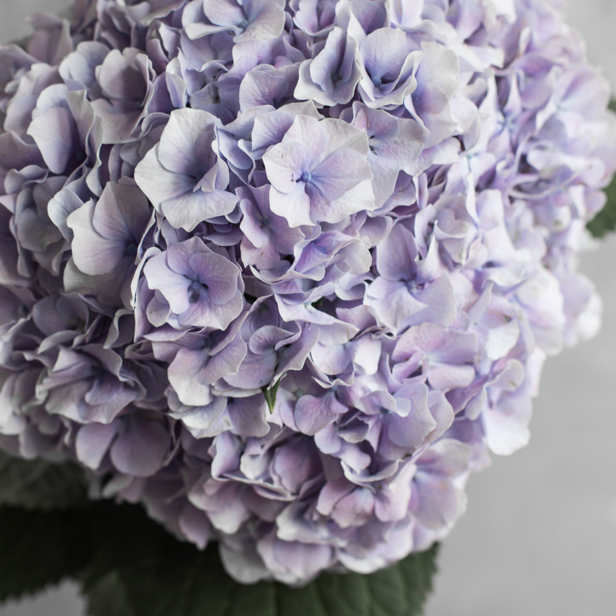 Гортензия Вендетта Лавандер | Hydrangea Vendetta Lavender - "Спутник"