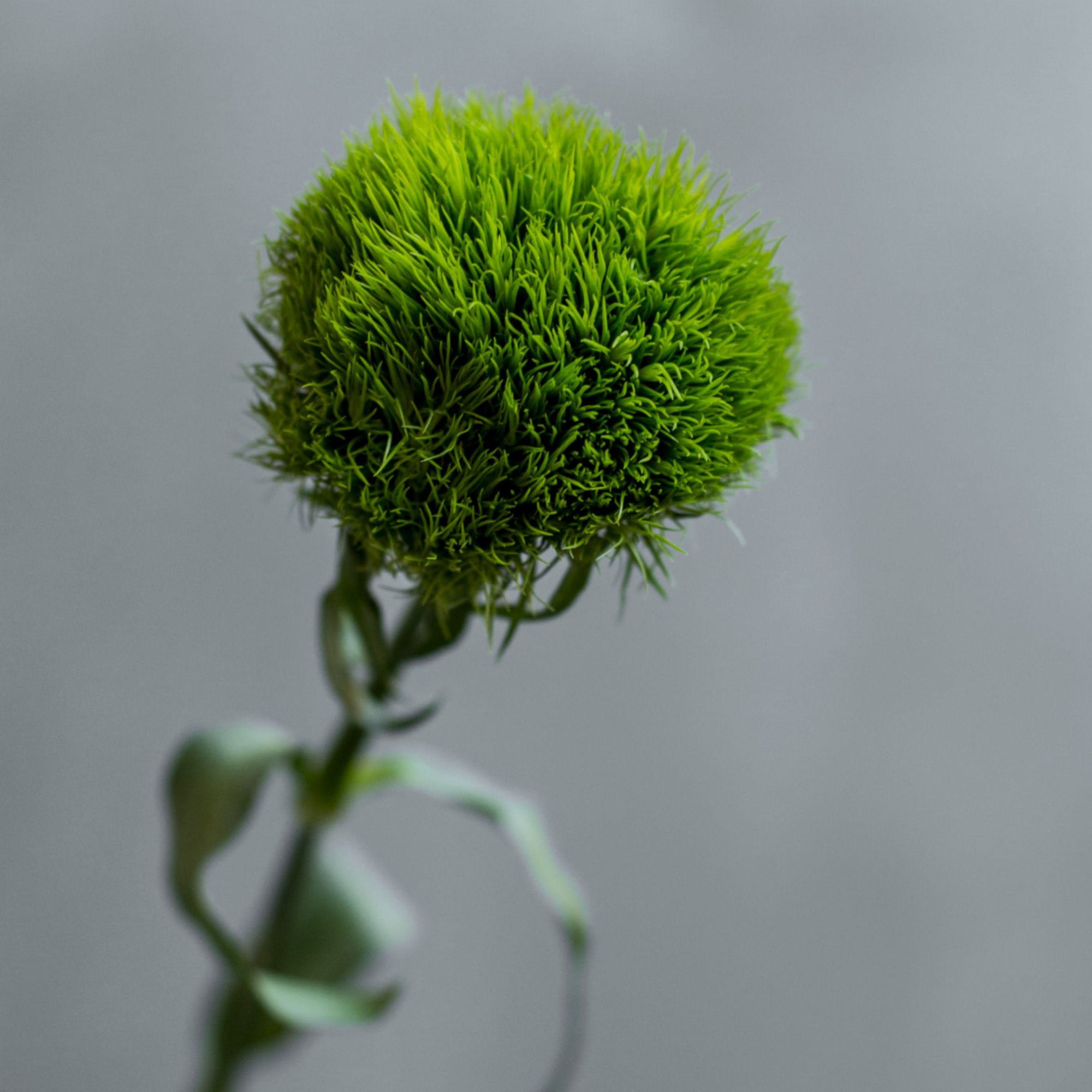 Гвоздика одноголовая турецкая (Диантус Барбатус) Грин Трик | Green Trick Carnation - "Спутник"