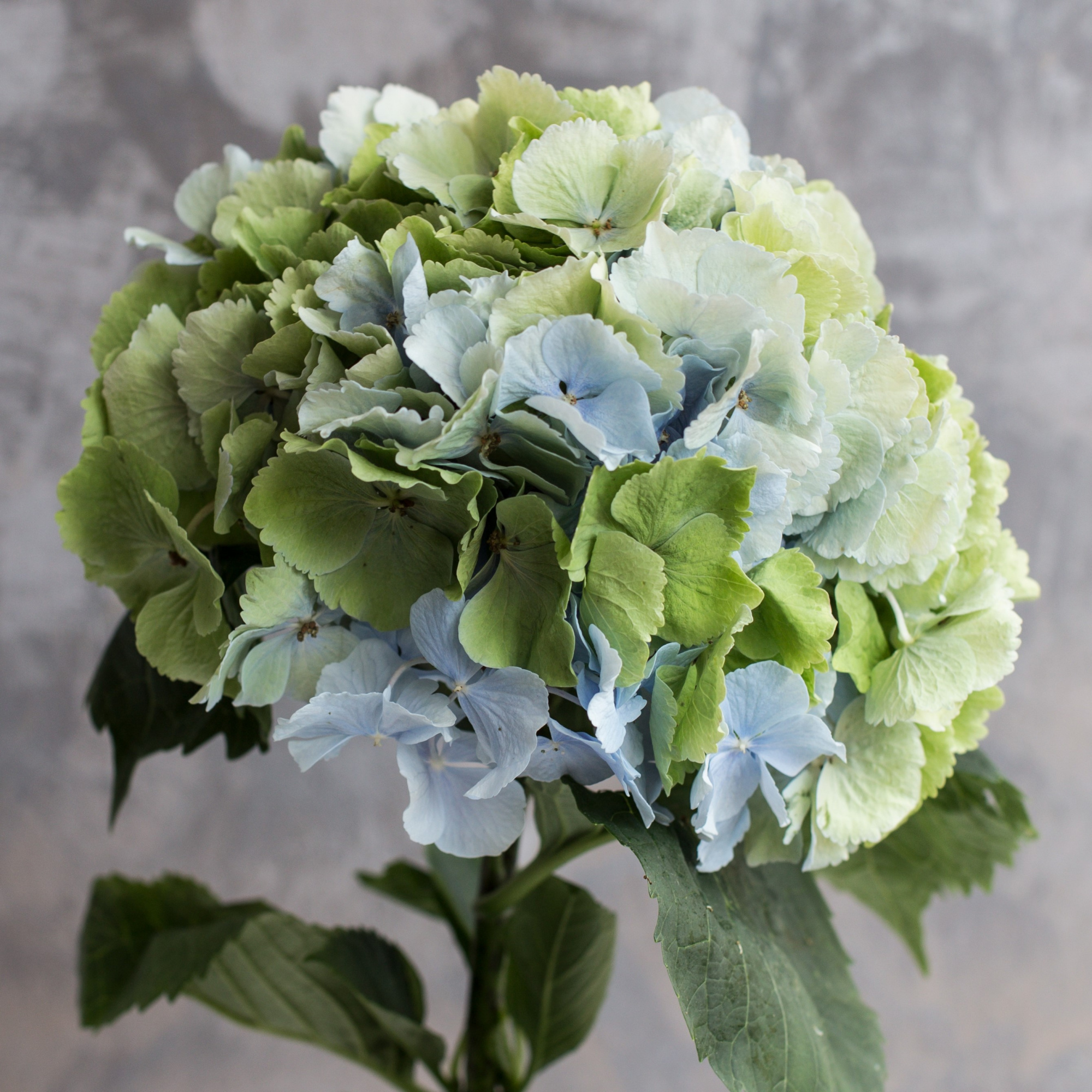 Гортензия Верена Классик | Hydrangea Verena Classic - "Спутник"