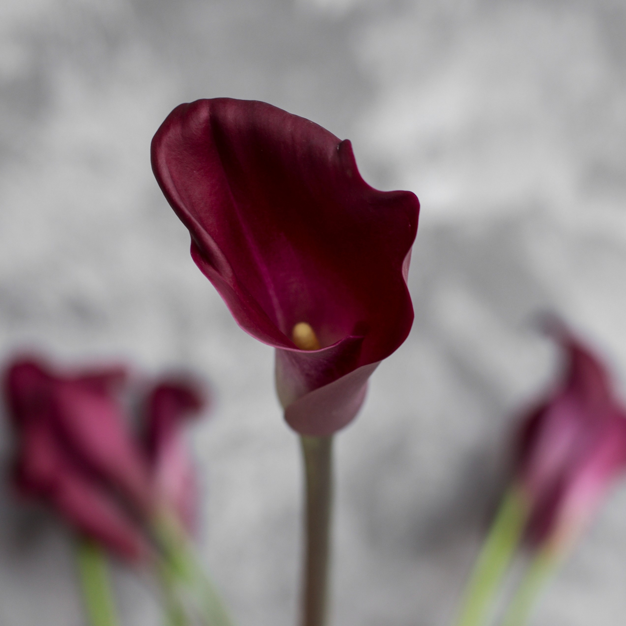 Калла Маджестик Ред | Majestic Red Calla - "Спутник"