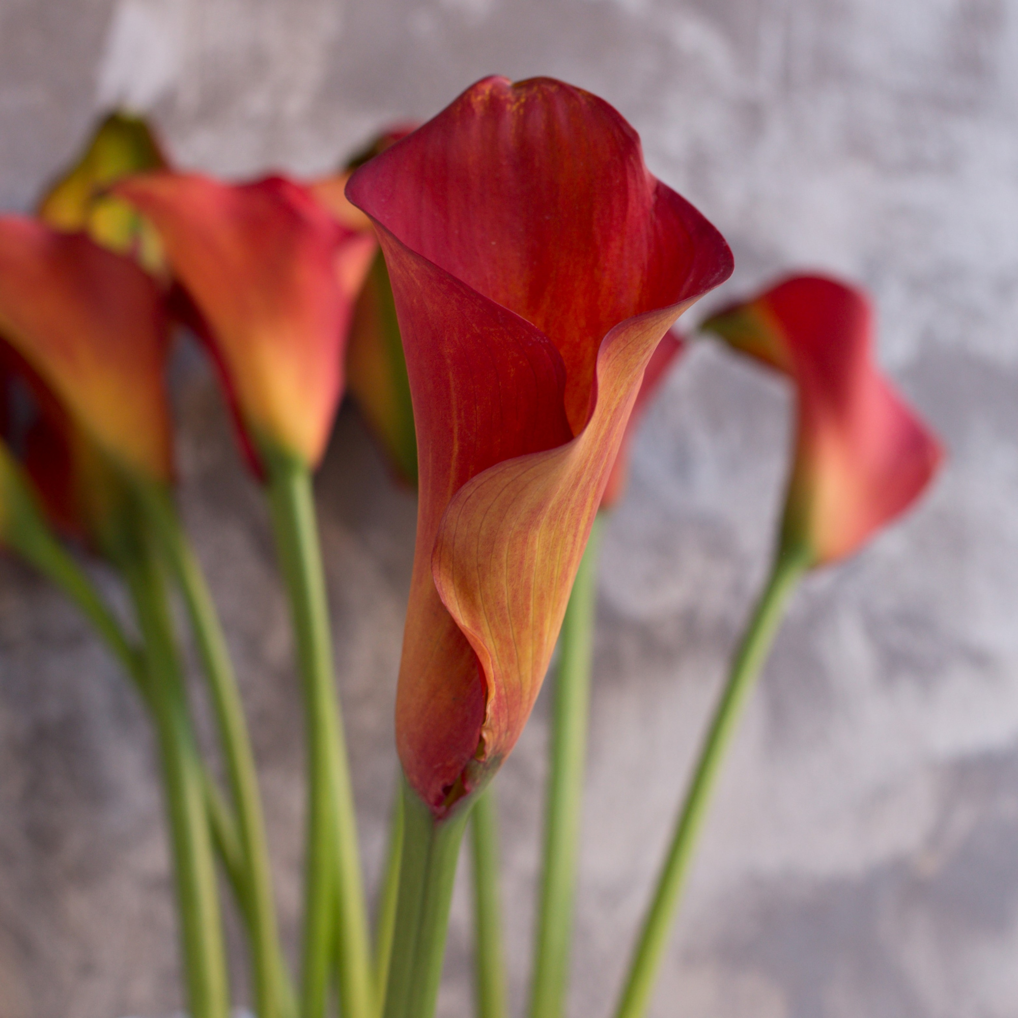Калла Ред Сюрпраиз | Red Sunrise Calla - "Спутник"