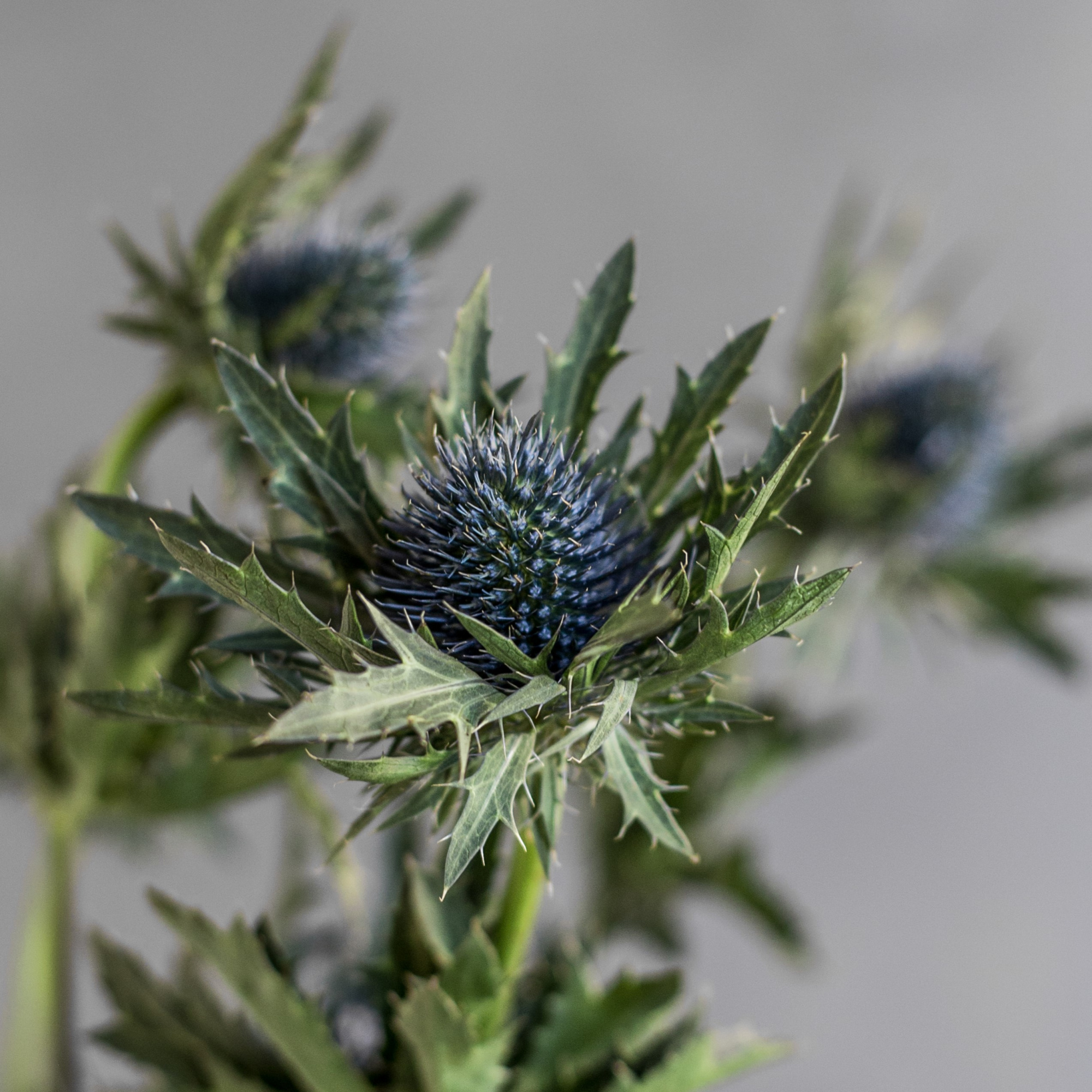 Эрингиум Блю | Eryngium Blue - "Спутник"