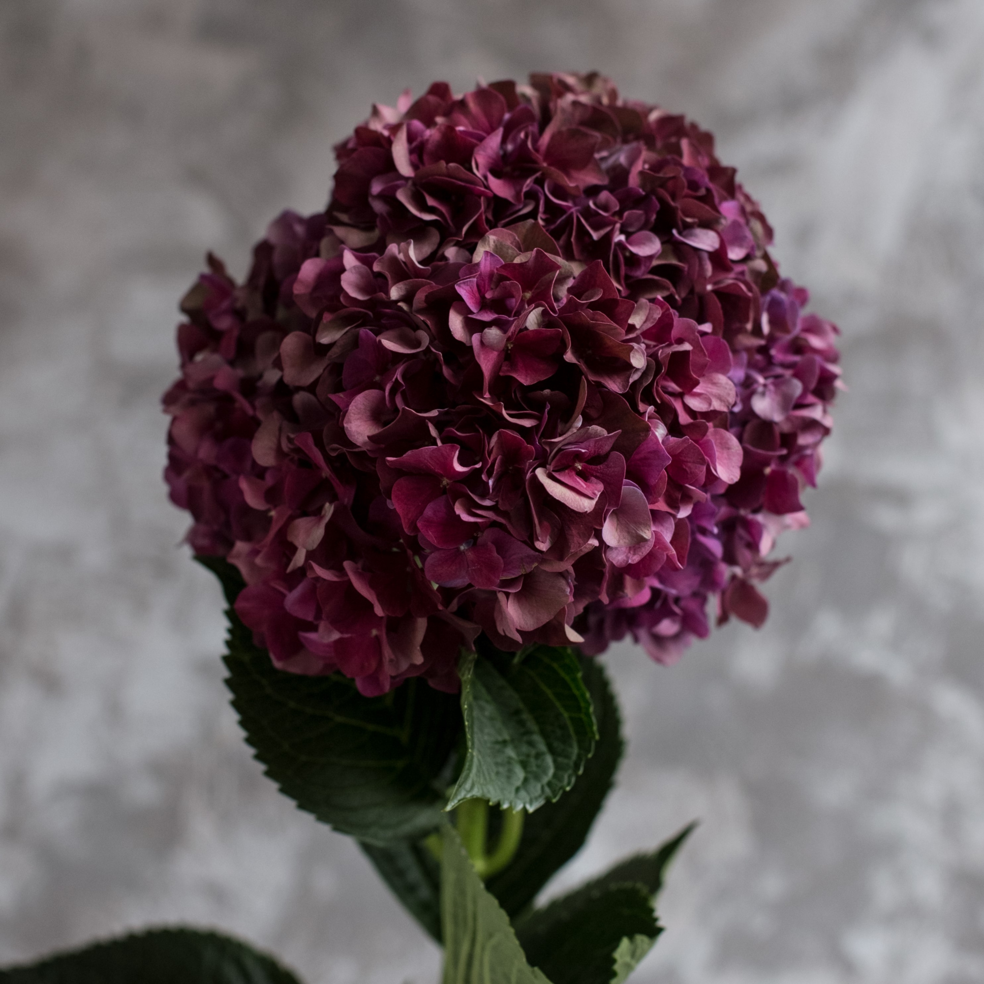 Гортензия Руби Ред Классик | Hydrangea Ruby Red Classic - "Спутник"