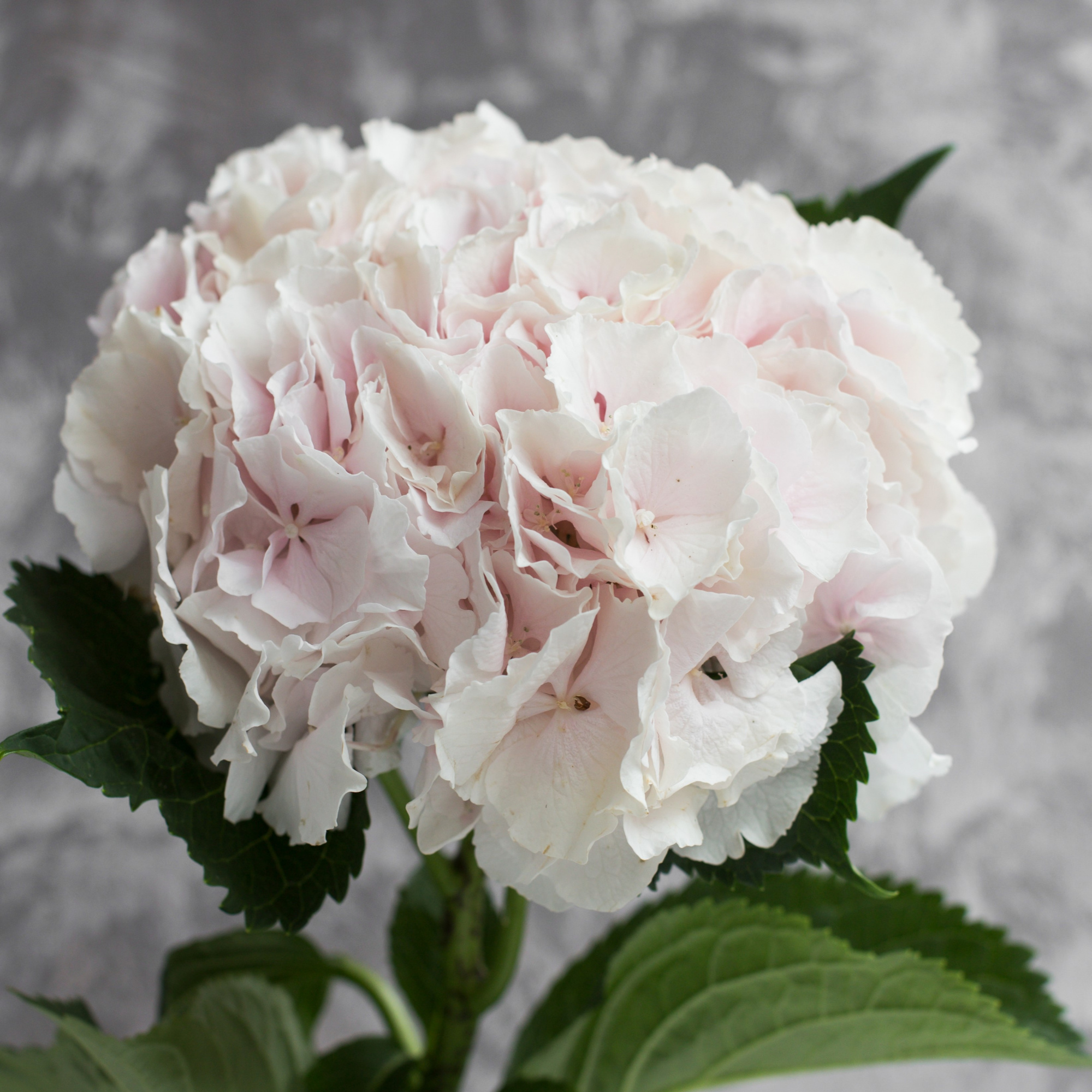 Гортензия Свит Верена | Hydrangea Sweet Verena - "Спутник"