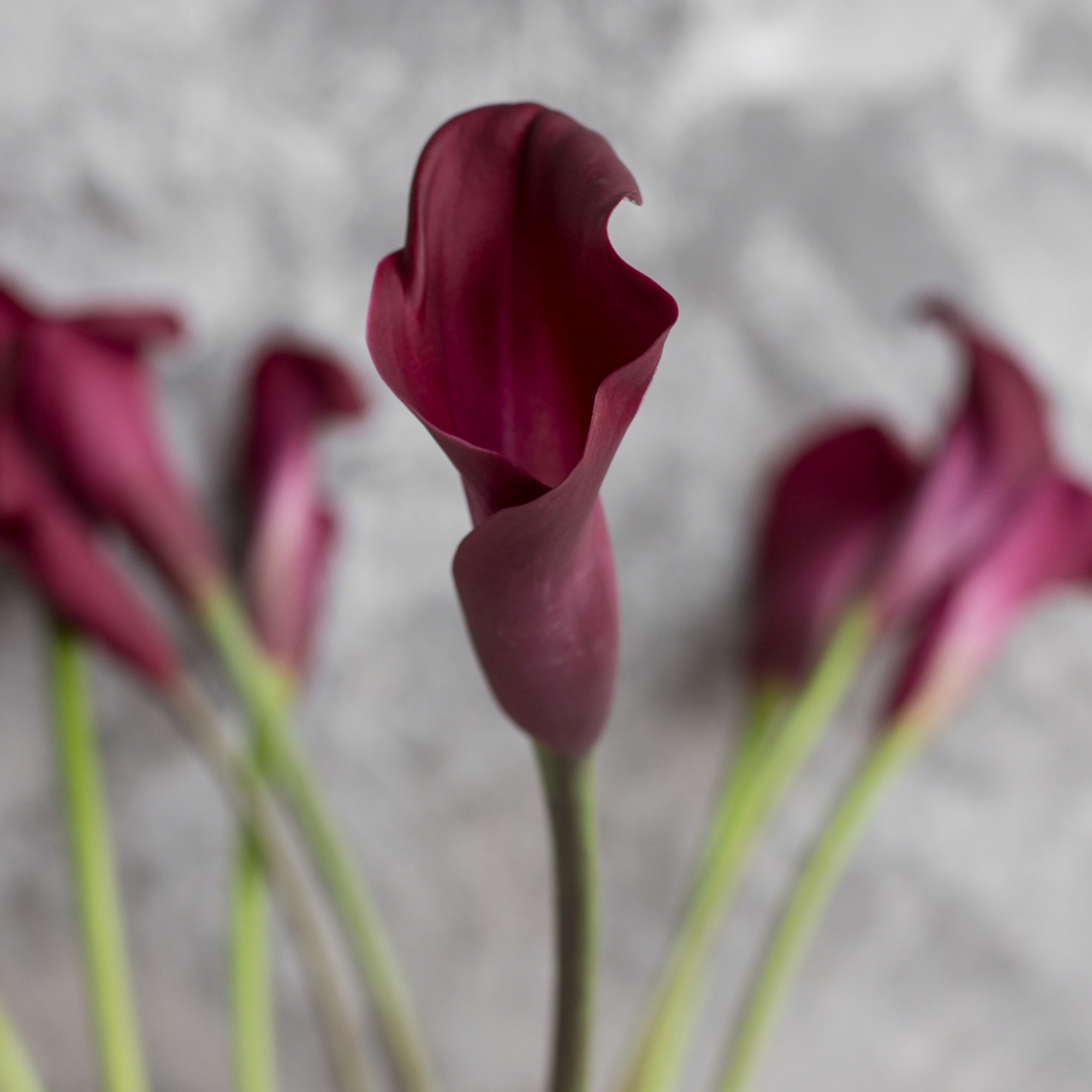 Калла Маджестик Ред | Majestic Red Calla - "Спутник"