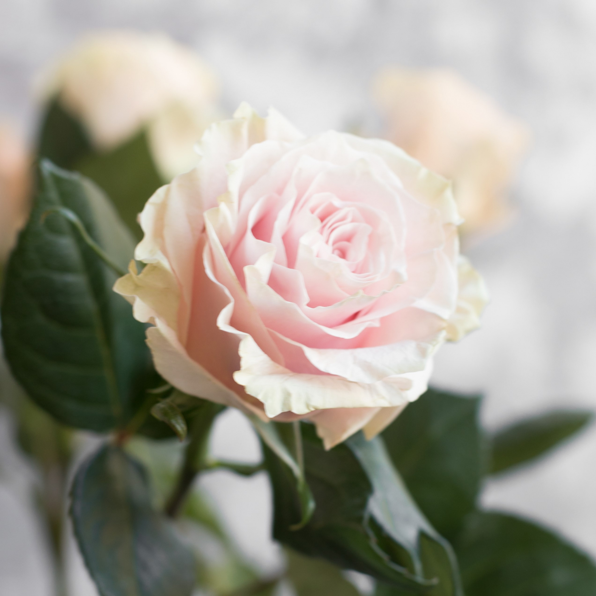Роза Пинк Мондиаль | Pink Mondial Rose - "Спутник"