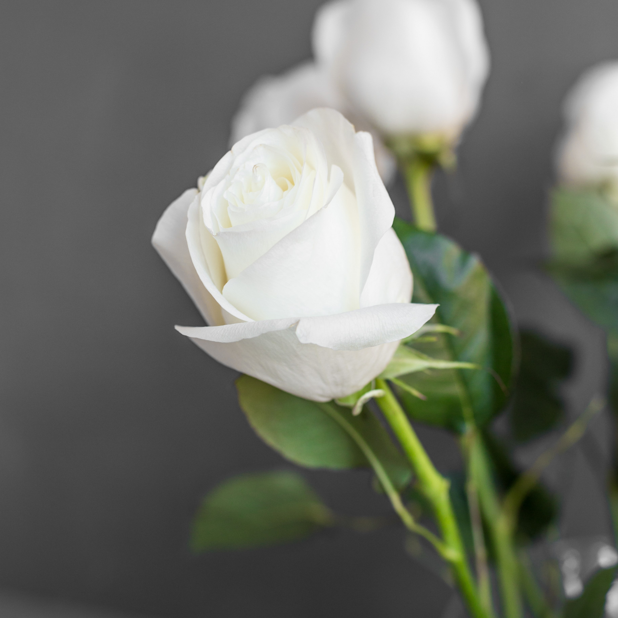 Роза Прауд | Proud Rose - "Спутник"