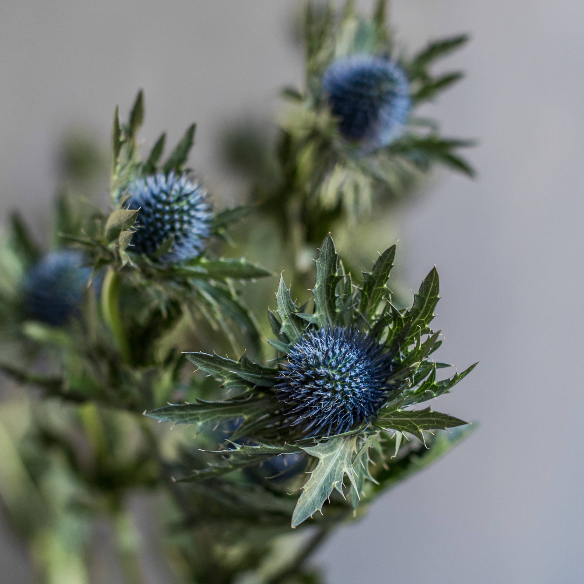 Эрингиум Блю | Eryngium Blue - "Спутник"