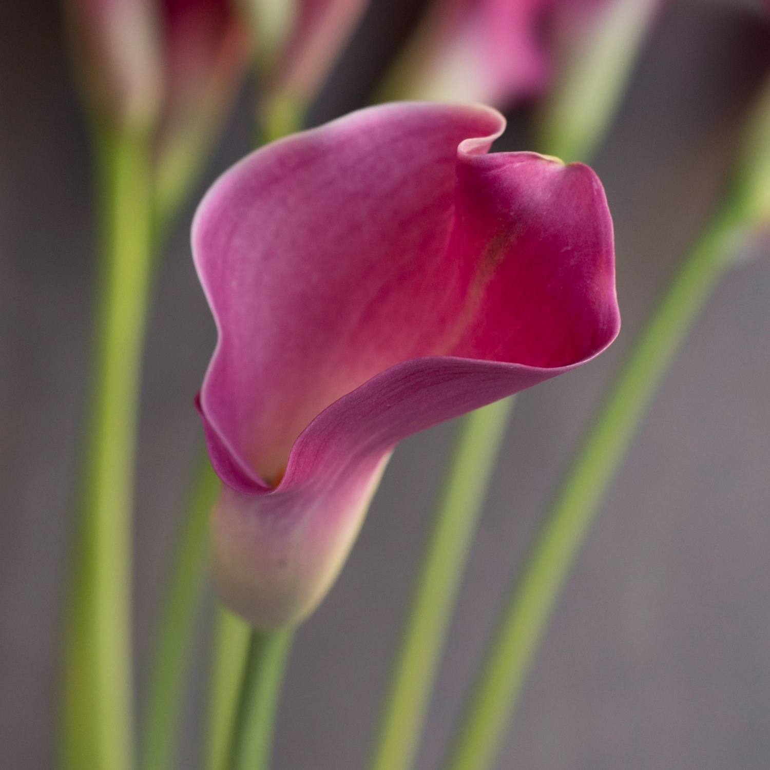 Калла Фантазия | Fantasia Calla