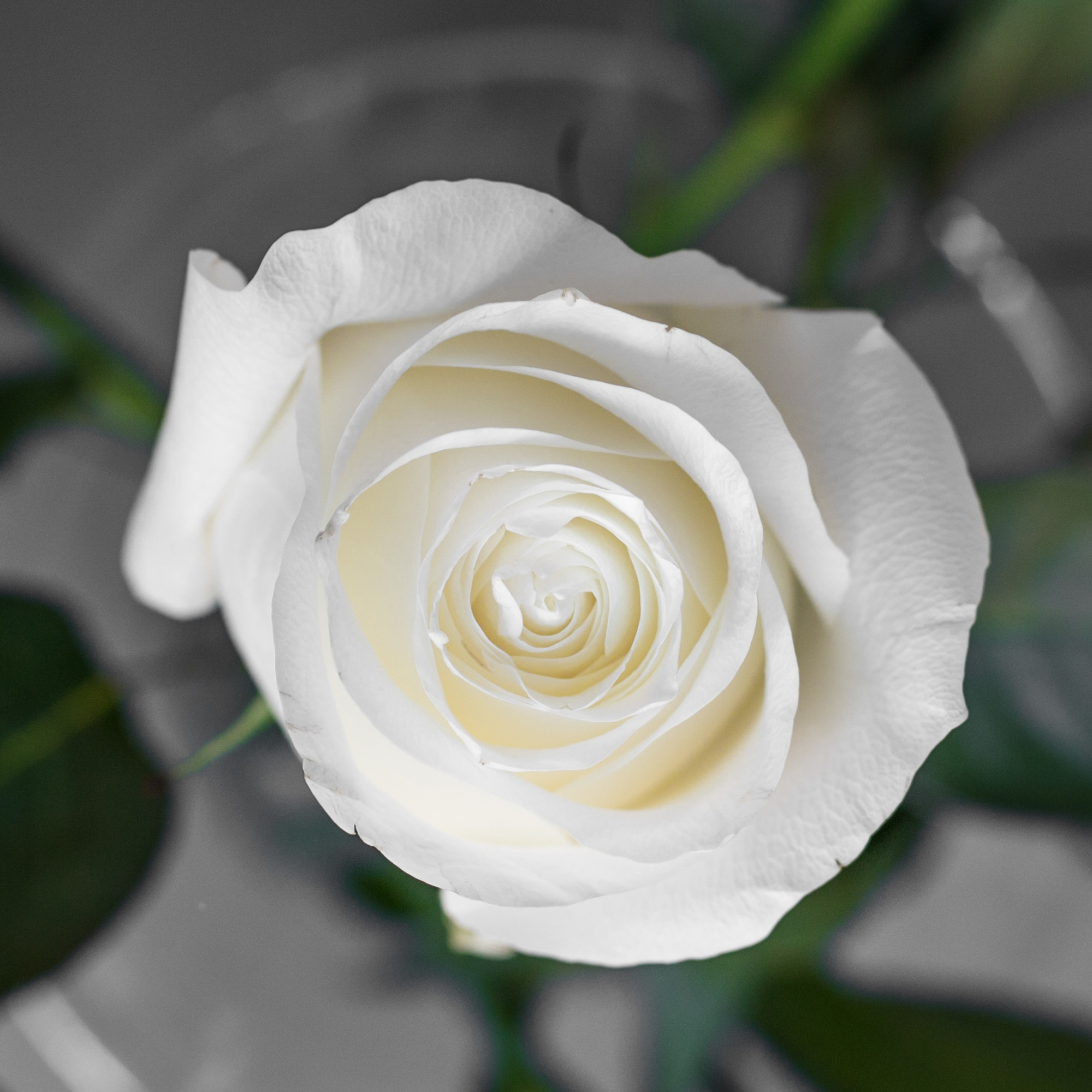 Роза Прауд | Proud Rose - "Спутник"