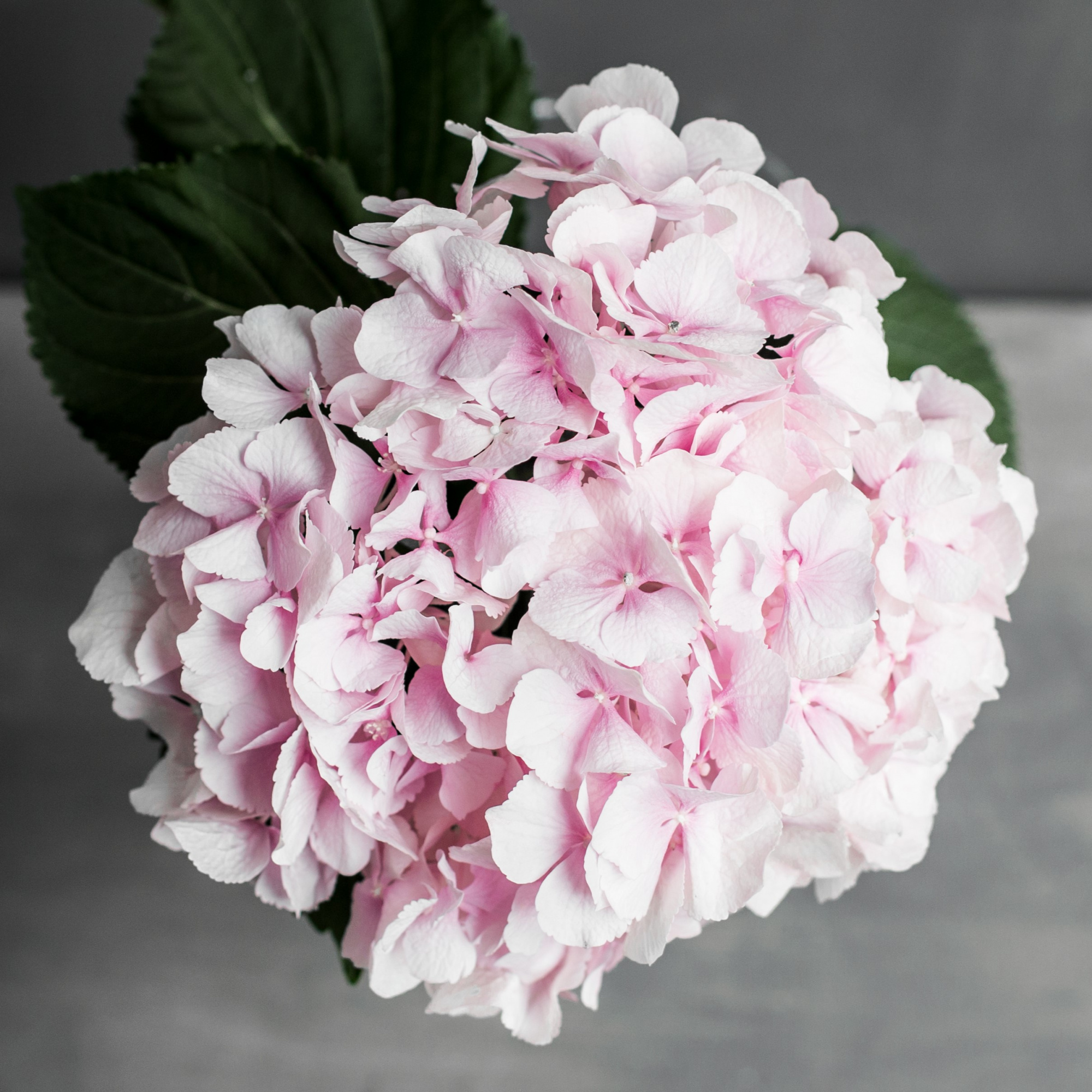 Гортензия Верена Пинк | Hydrangea Verena Pink - "Спутник"