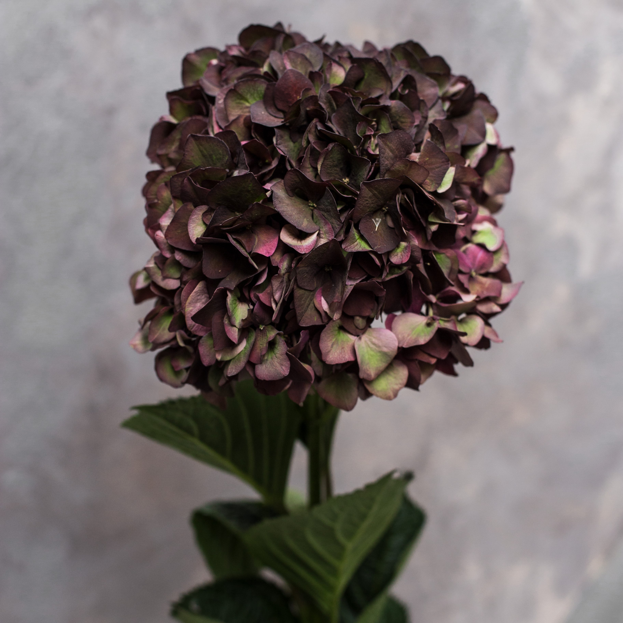Гортензия Биколор | Hydrangea Bicolor - "Спутник"
