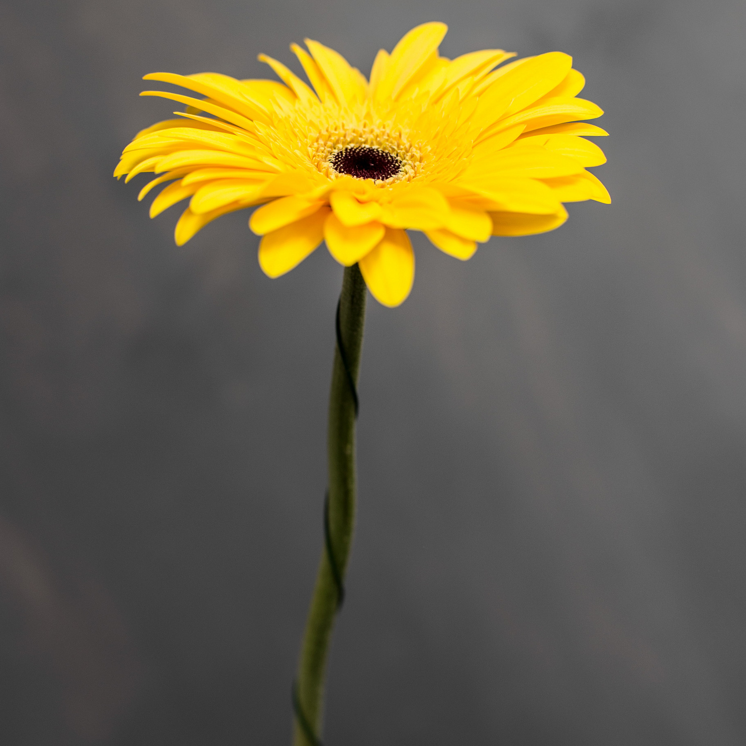 Гербера Олимпик | Olimpic Gerbera