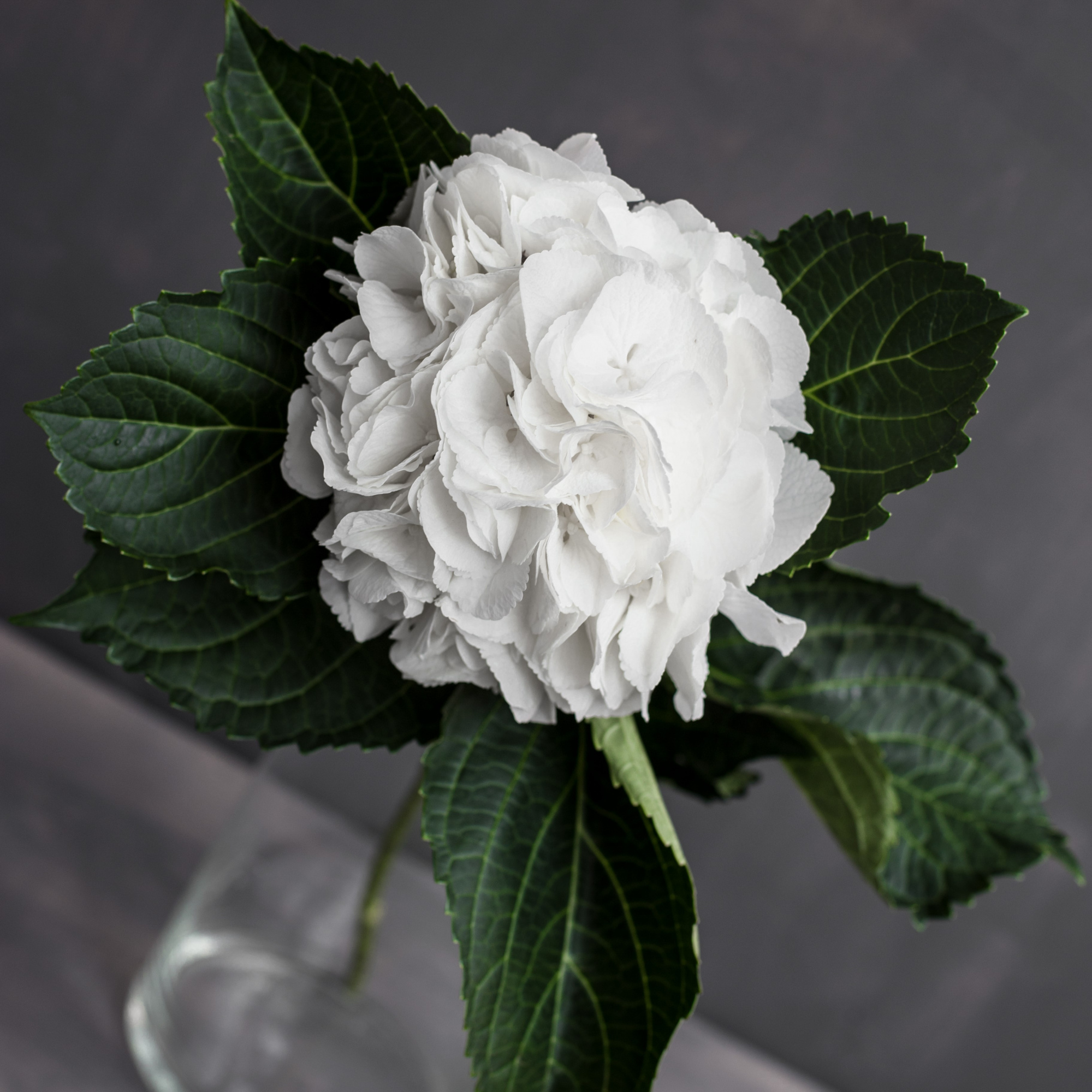 Гортензия Шниболл | Hydrangea Schneeball - "Спутник"