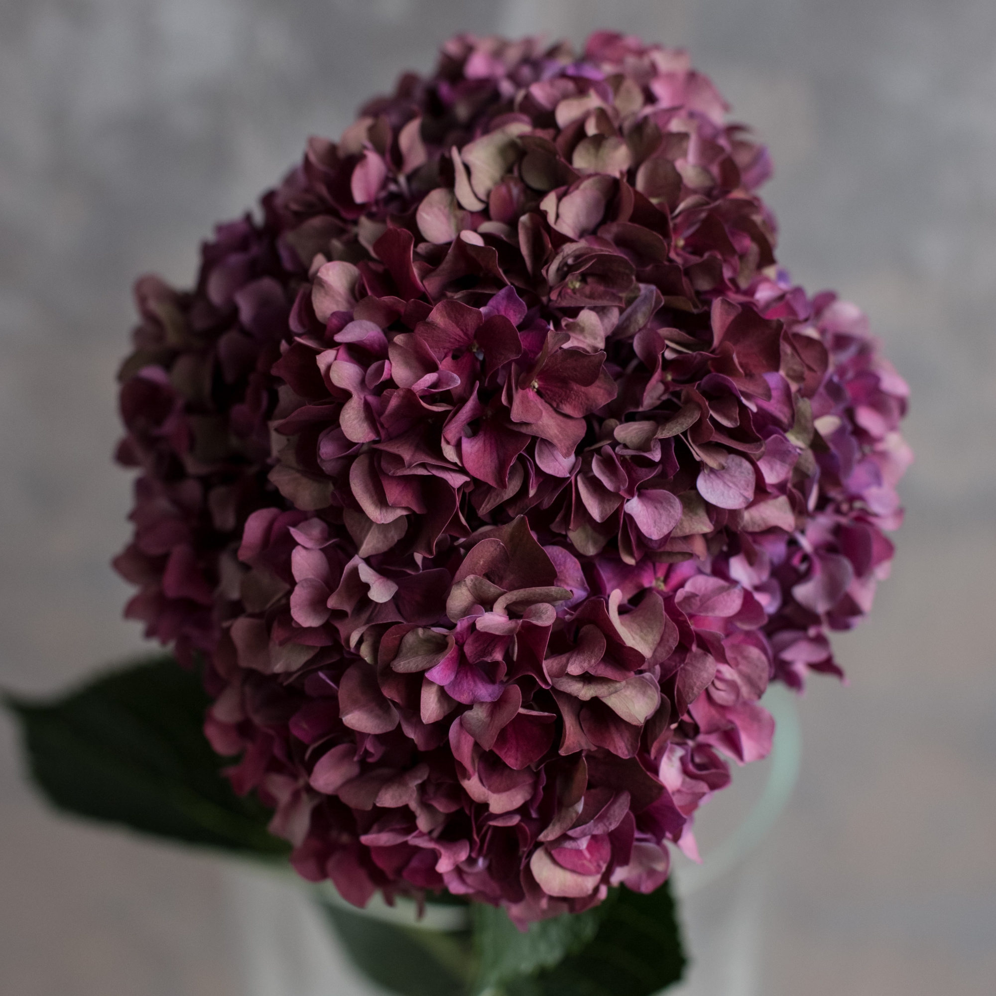 Гортензия Руби Ред Классик | Hydrangea Ruby Red Classic - "Спутник"