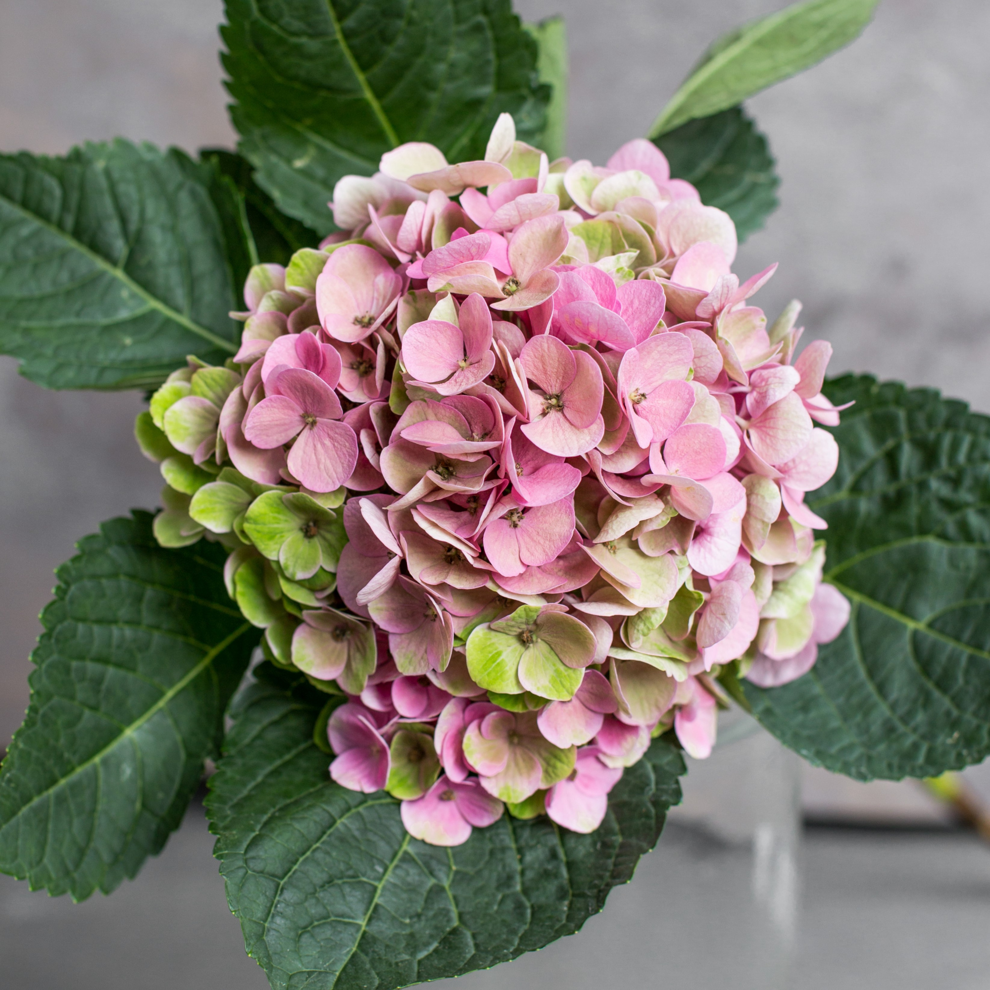 Гортензия Аметист | Hydrangea Ametist - "Спутник"