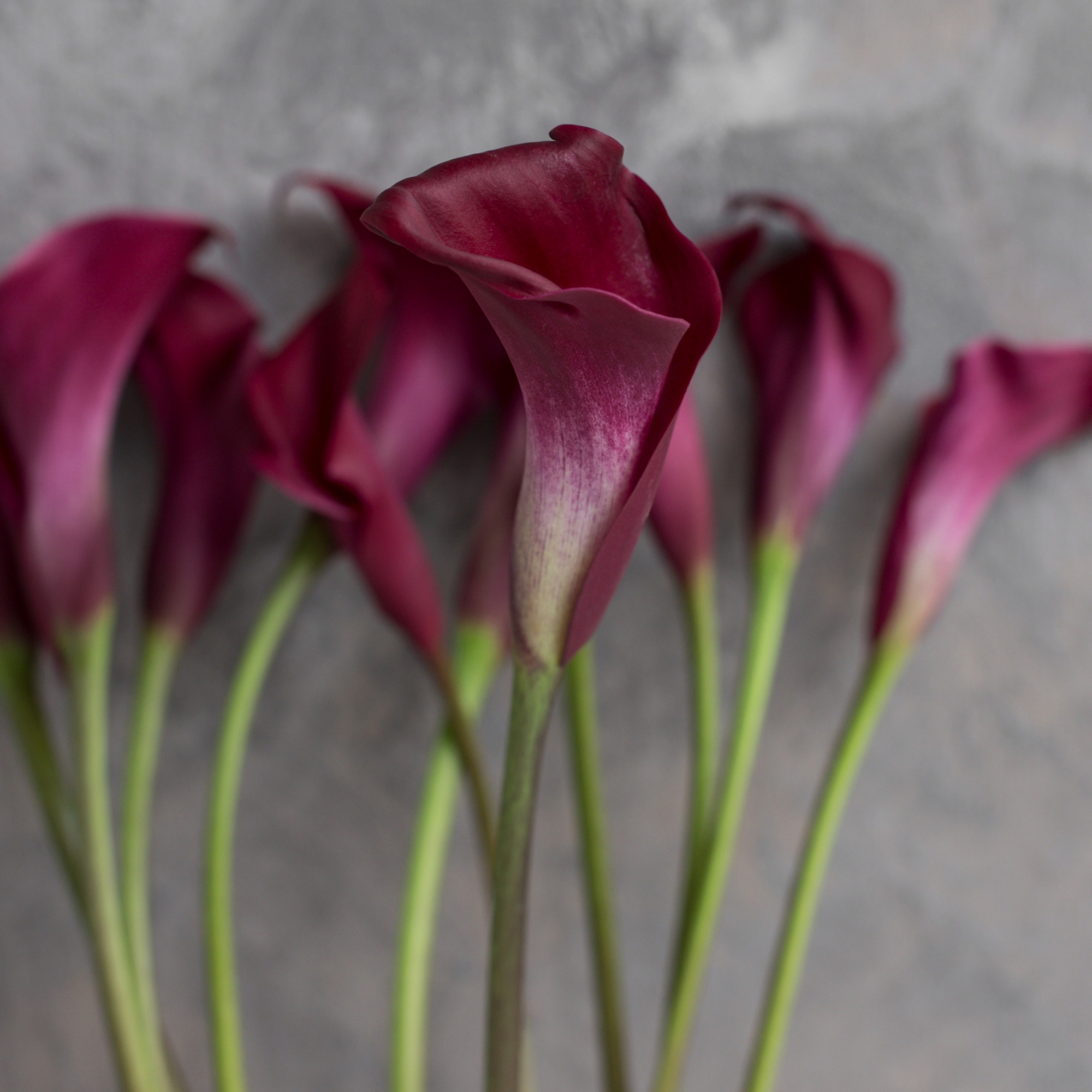 Калла Маджестик Ред | Majestic Red Calla - "Спутник"