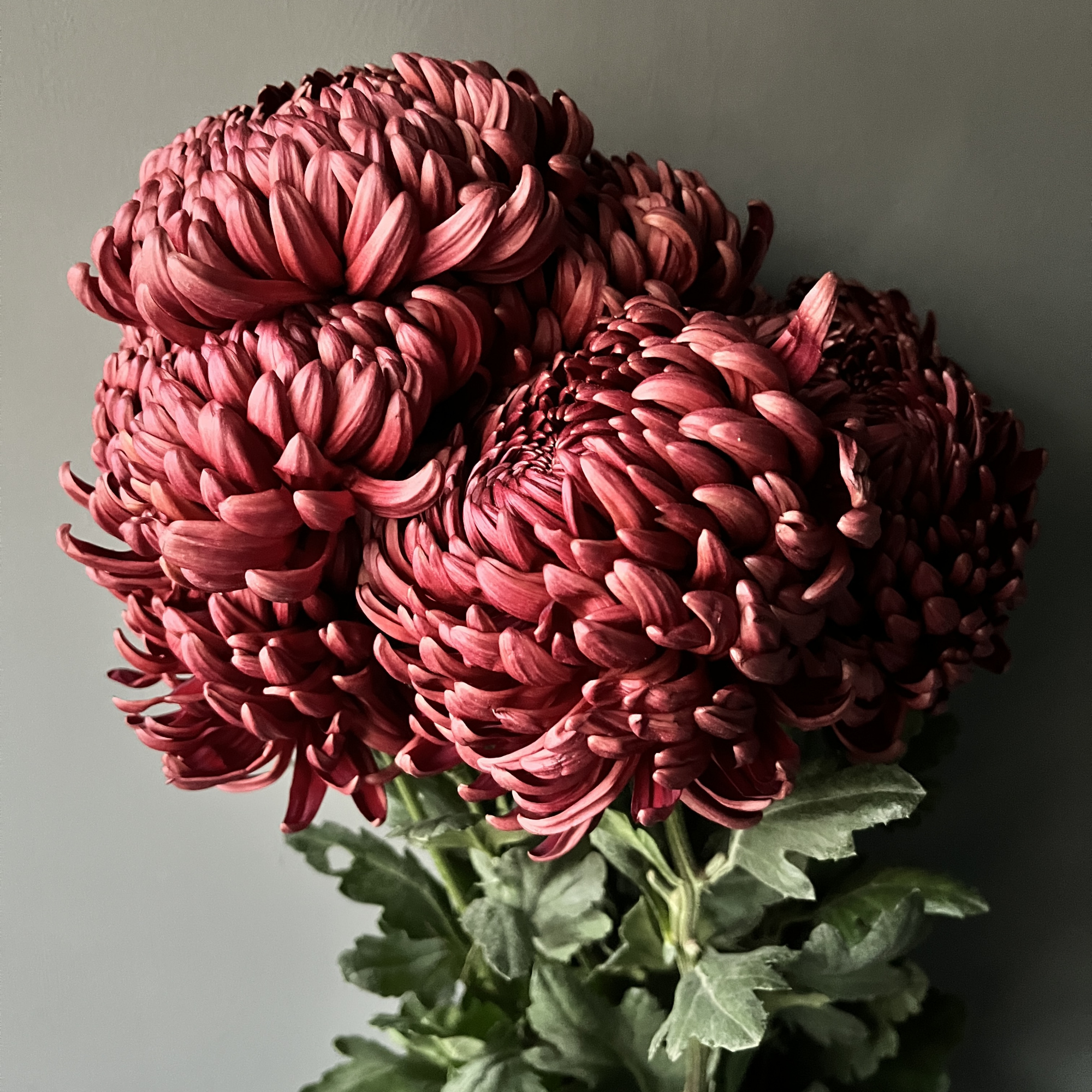 Хризантема одноголовая Бигуди | Bigoudi red - "Спутник"