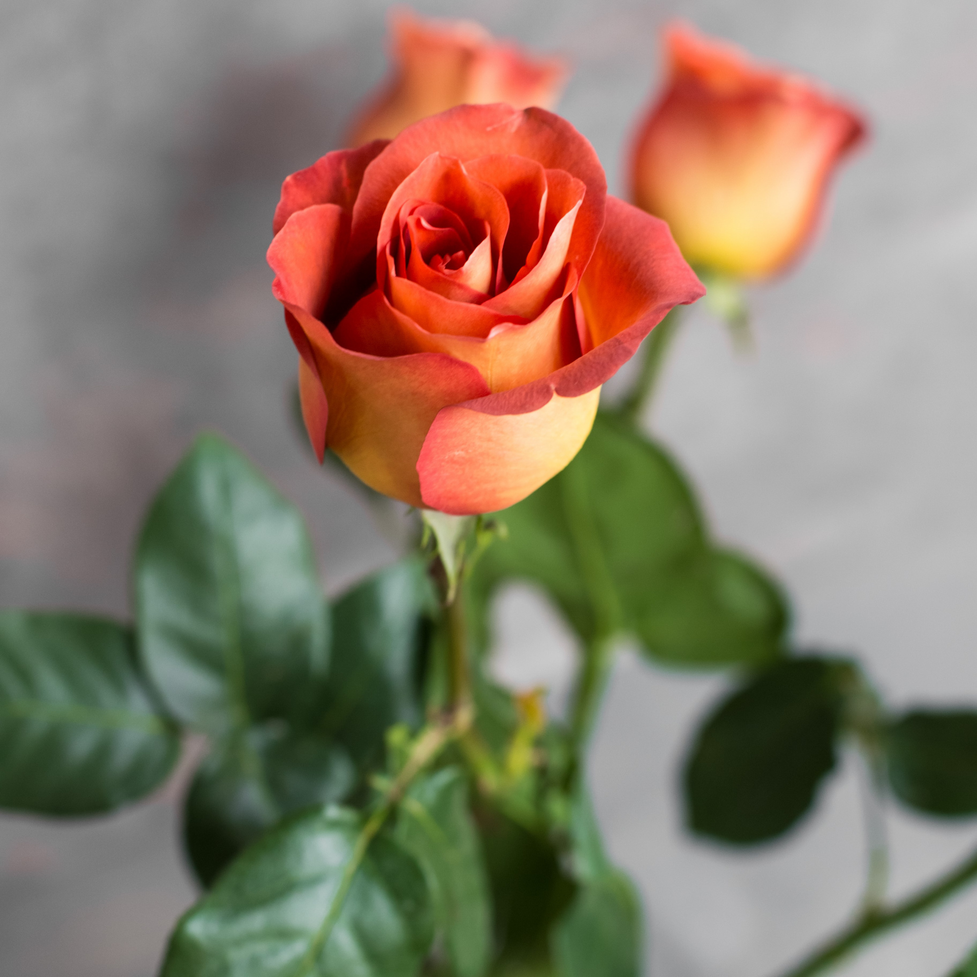 Роза Кофе Брейк | Coffee Break Rose - "Спутник"