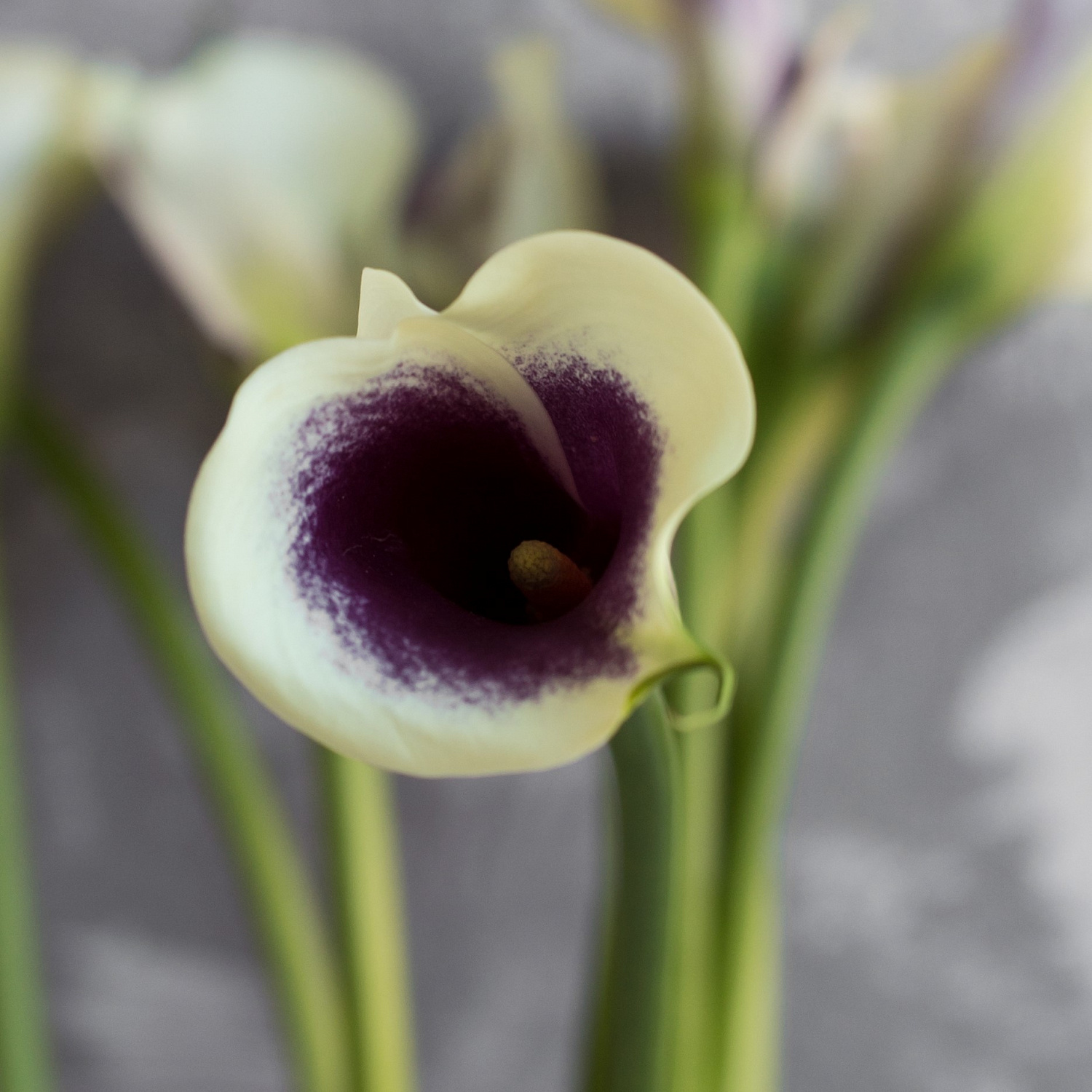Калла Пикассо | Picasso Calla