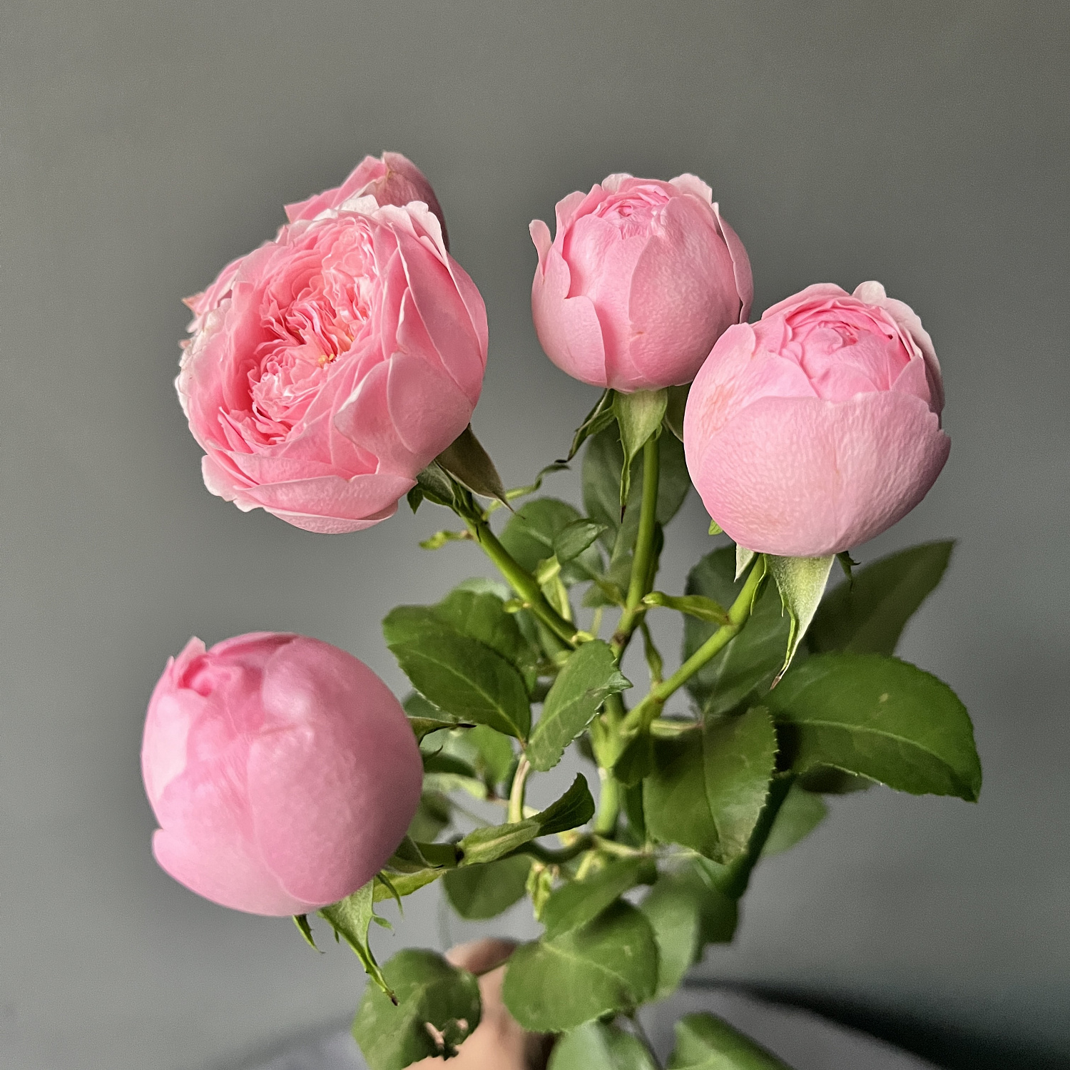Роза кустовая Мэнсфилд Парк Пинк | Mansfield park pink Spray Rose