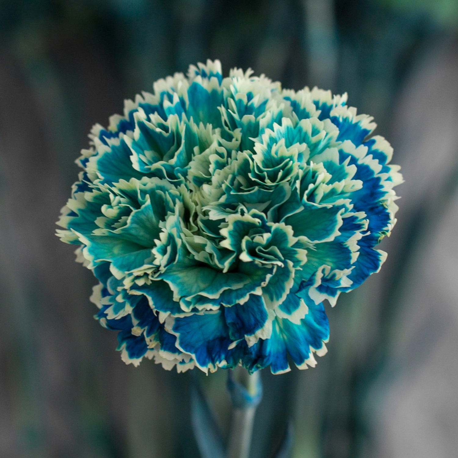 Гвоздика одноголовая окрашенная Оушен Блю | Ocean Blue Carnation