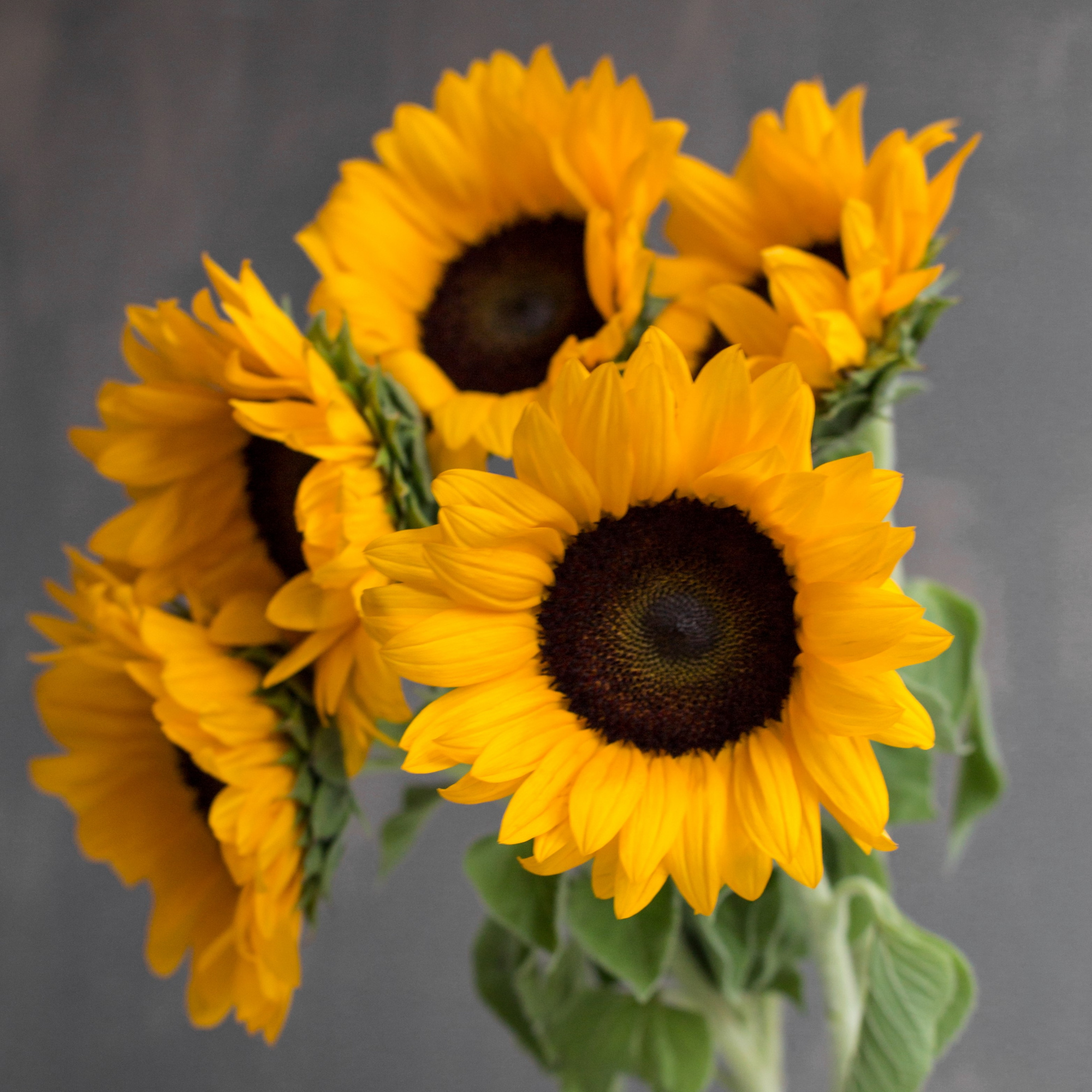 Подсолнух Оранж Фаер | Orange Fire Sunflower - "Спутник"