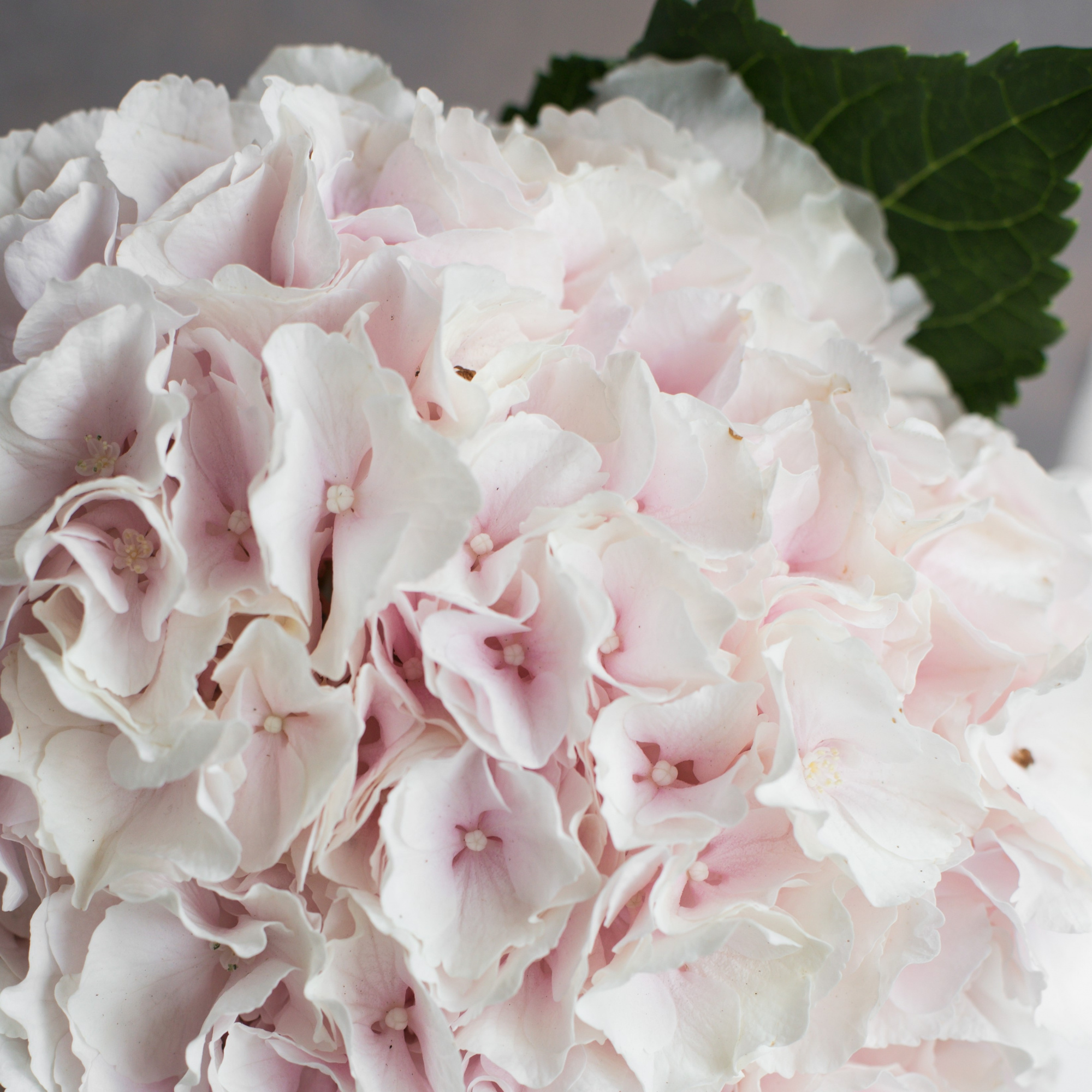 Гортензия Свит Верена | Hydrangea Sweet Verena - "Спутник"