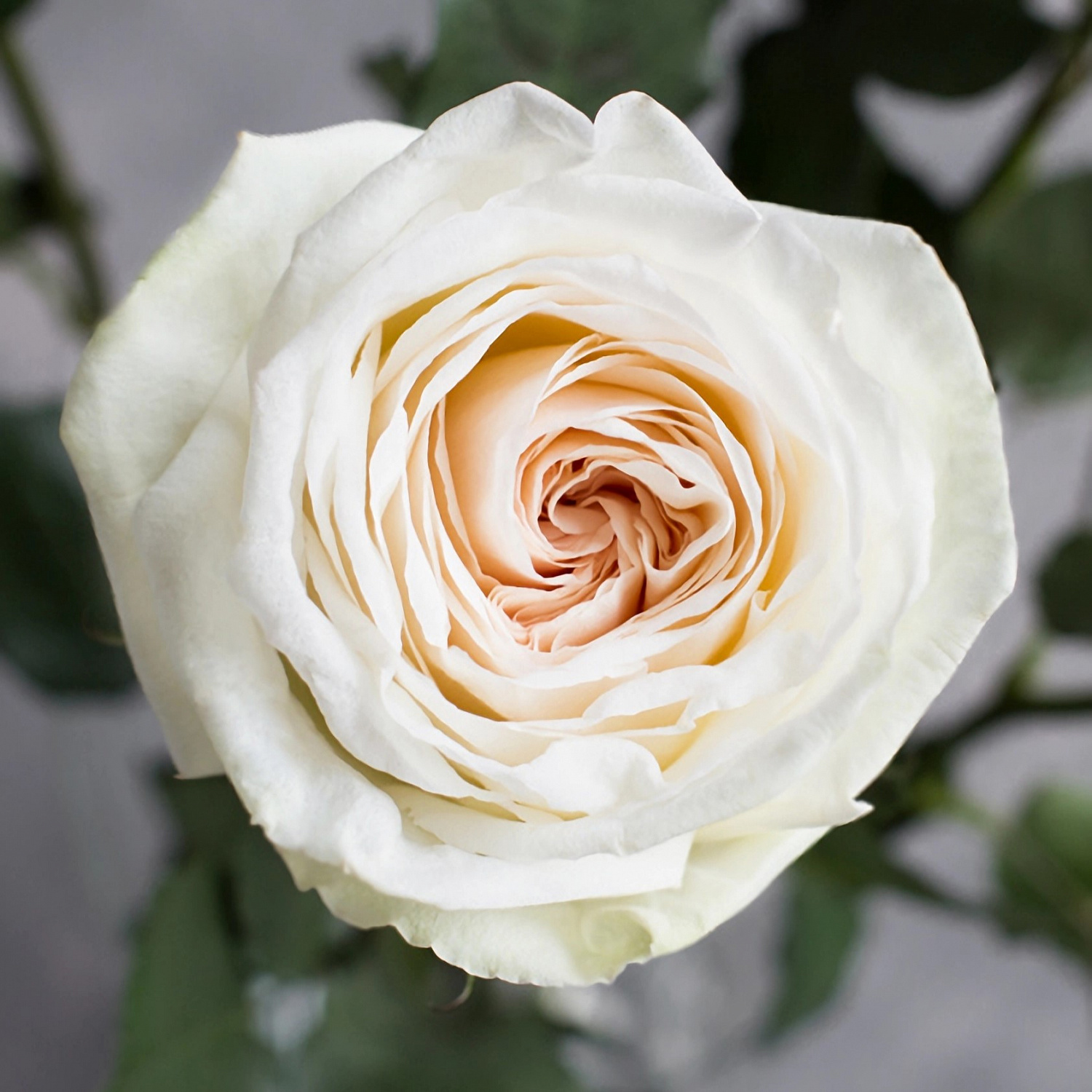 Роза Вайт ОХара | White O'Hara Rose