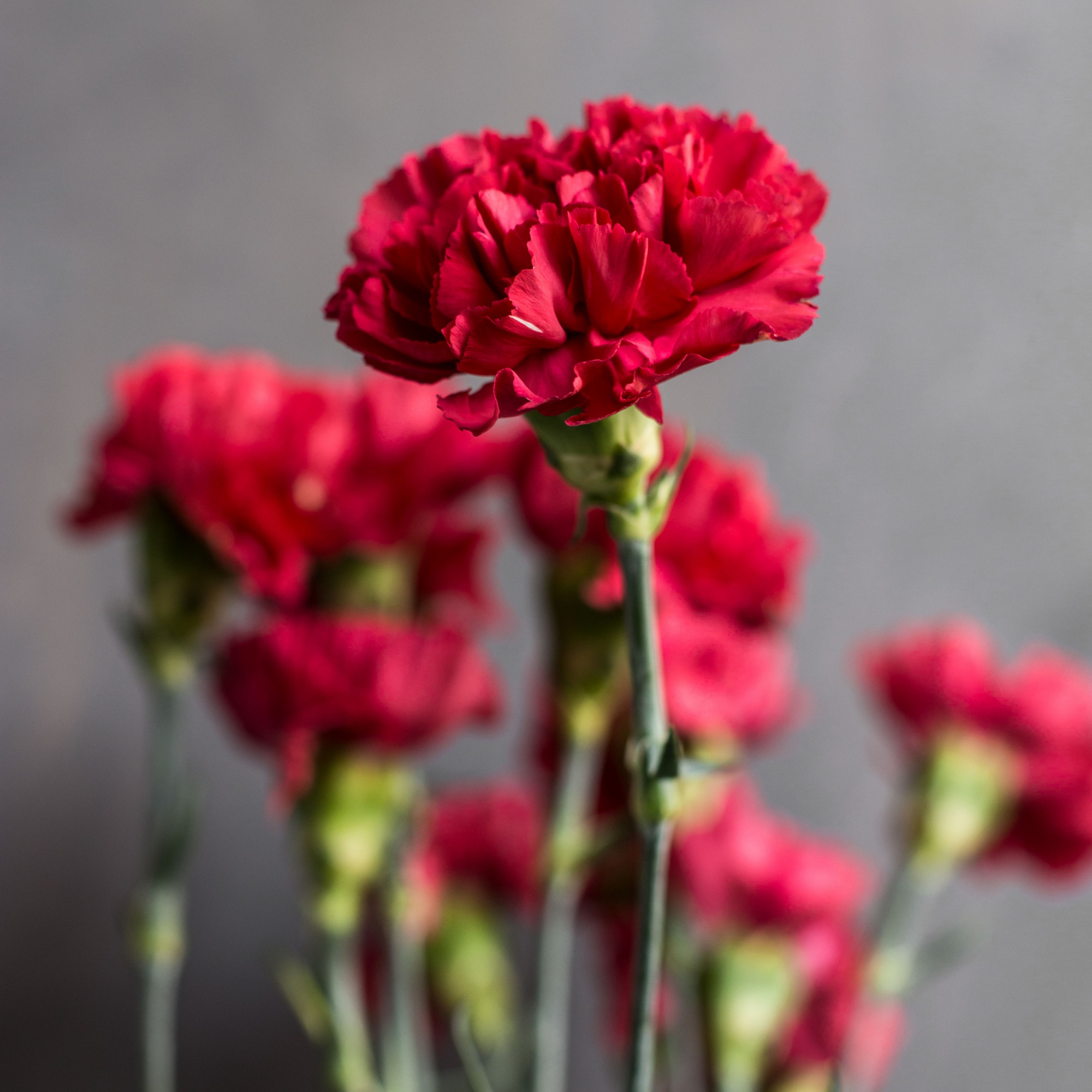 Гвоздика одноголовая Рэд Мэджик | Red Magic Carnation - "Спутник"