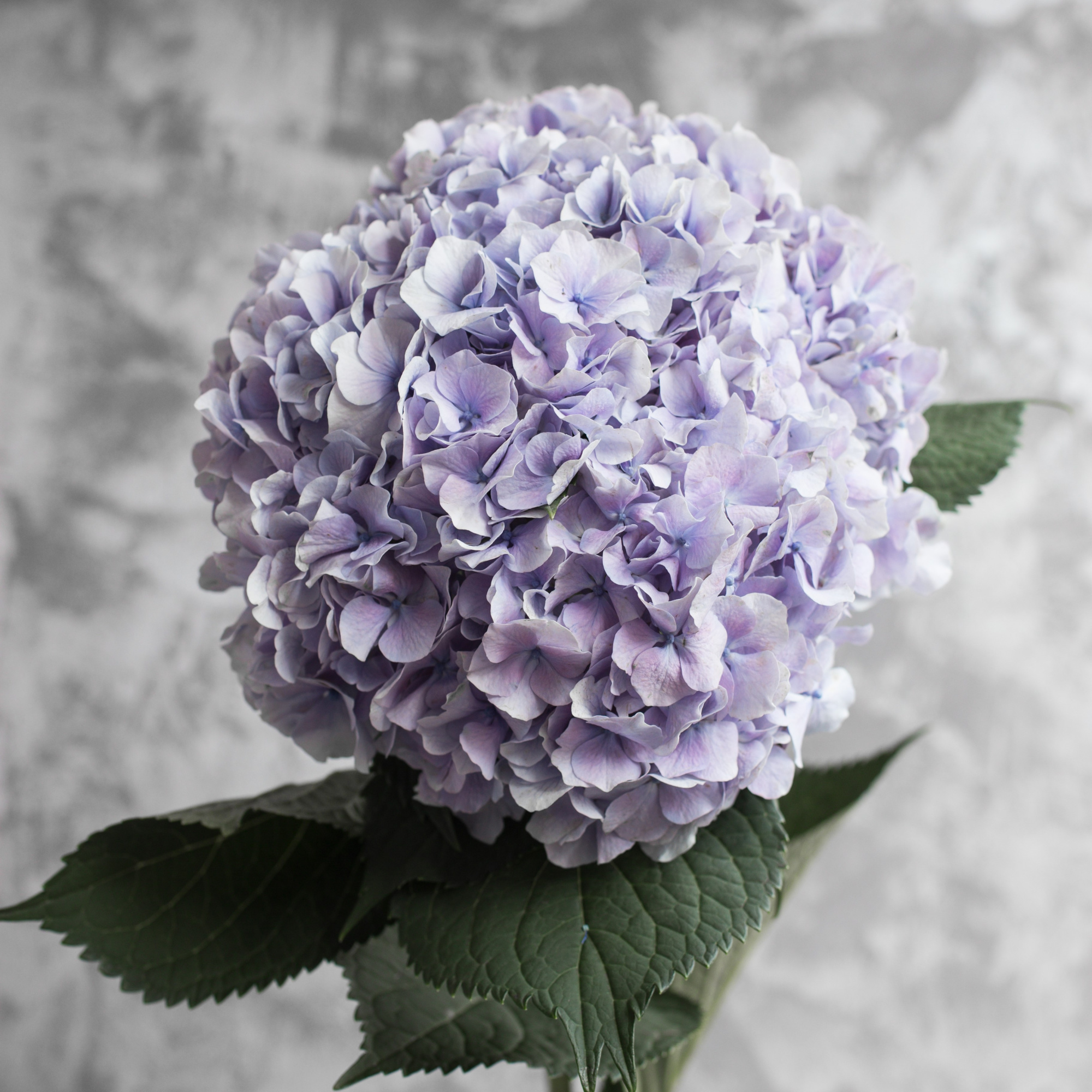 Гортензия Вендетта Лавандер | Hydrangea Vendetta Lavender - "Спутник"