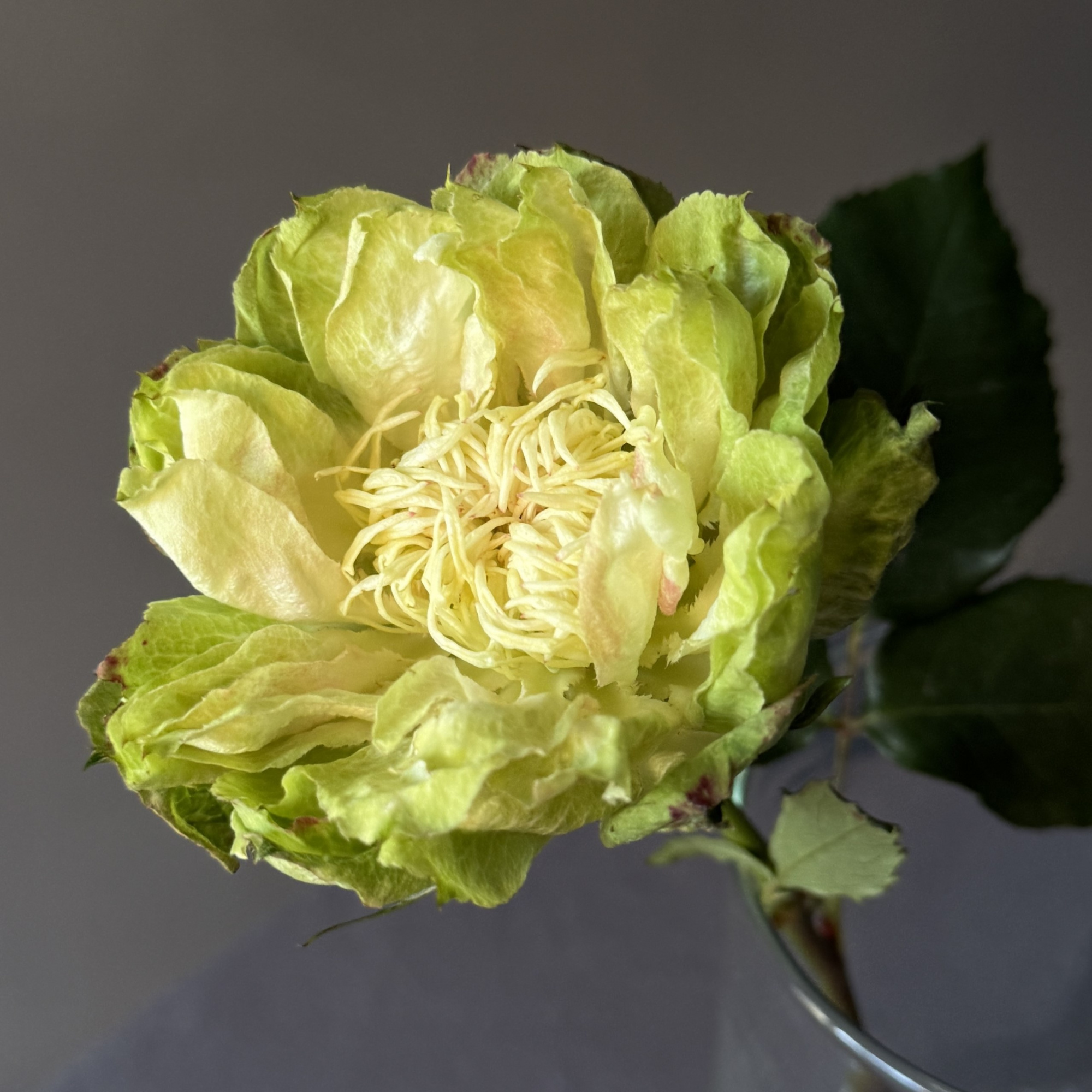 Роза Вегги | Veggie rose - "Спутник"