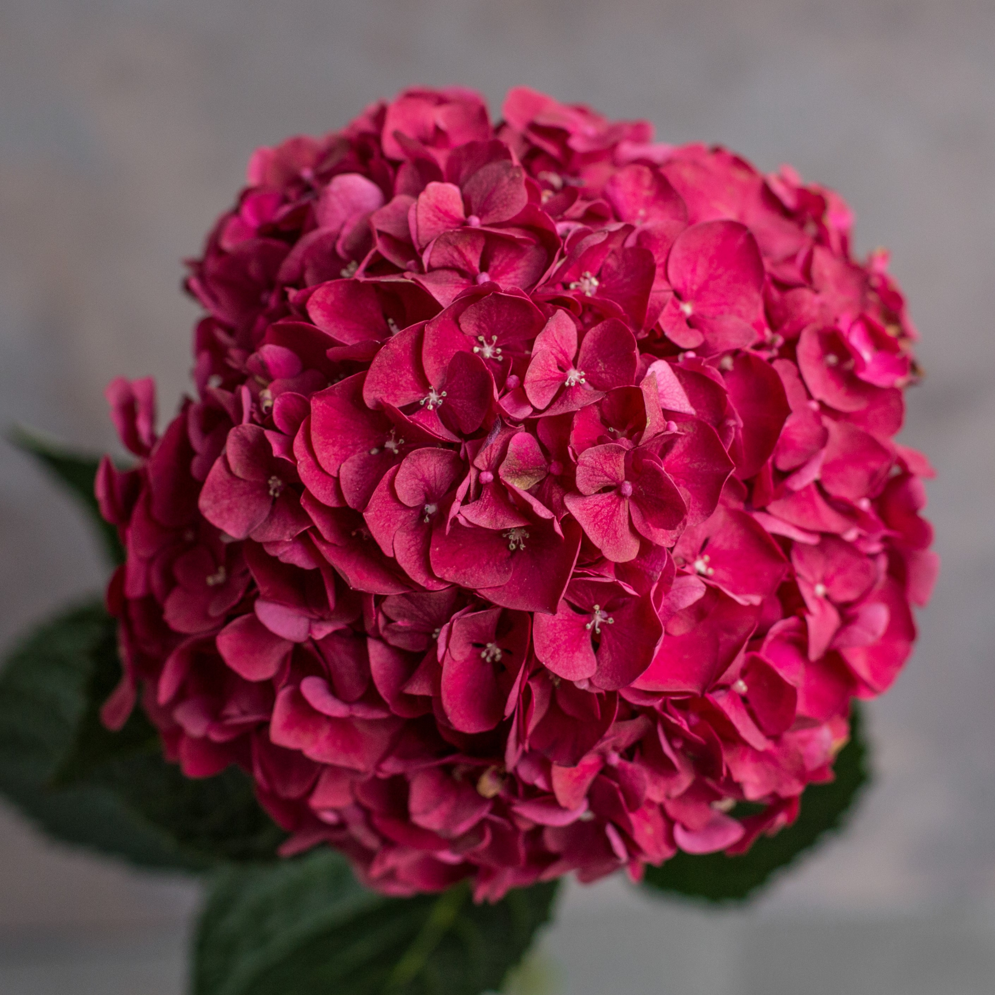 Гортензия Руби Ред | Hydrangea Ruby Red - "Спутник"