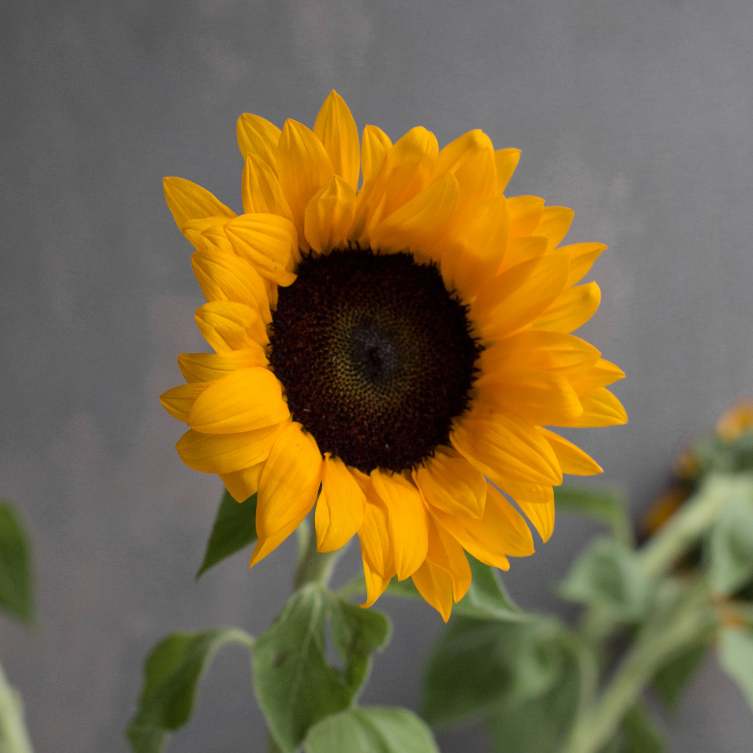 Подсолнух Оранж Фаер | Orange Fire Sunflower