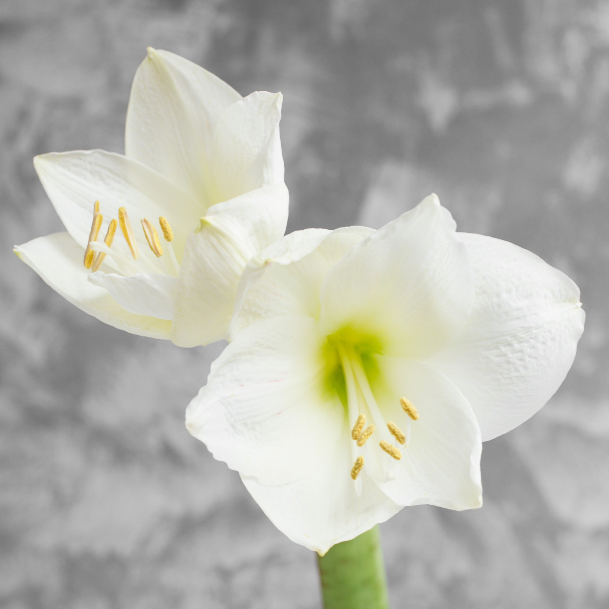 Амариллис (Гиппеаструм) Монт Бланк | Amaryllis Mont Blanc - "Спутник"
