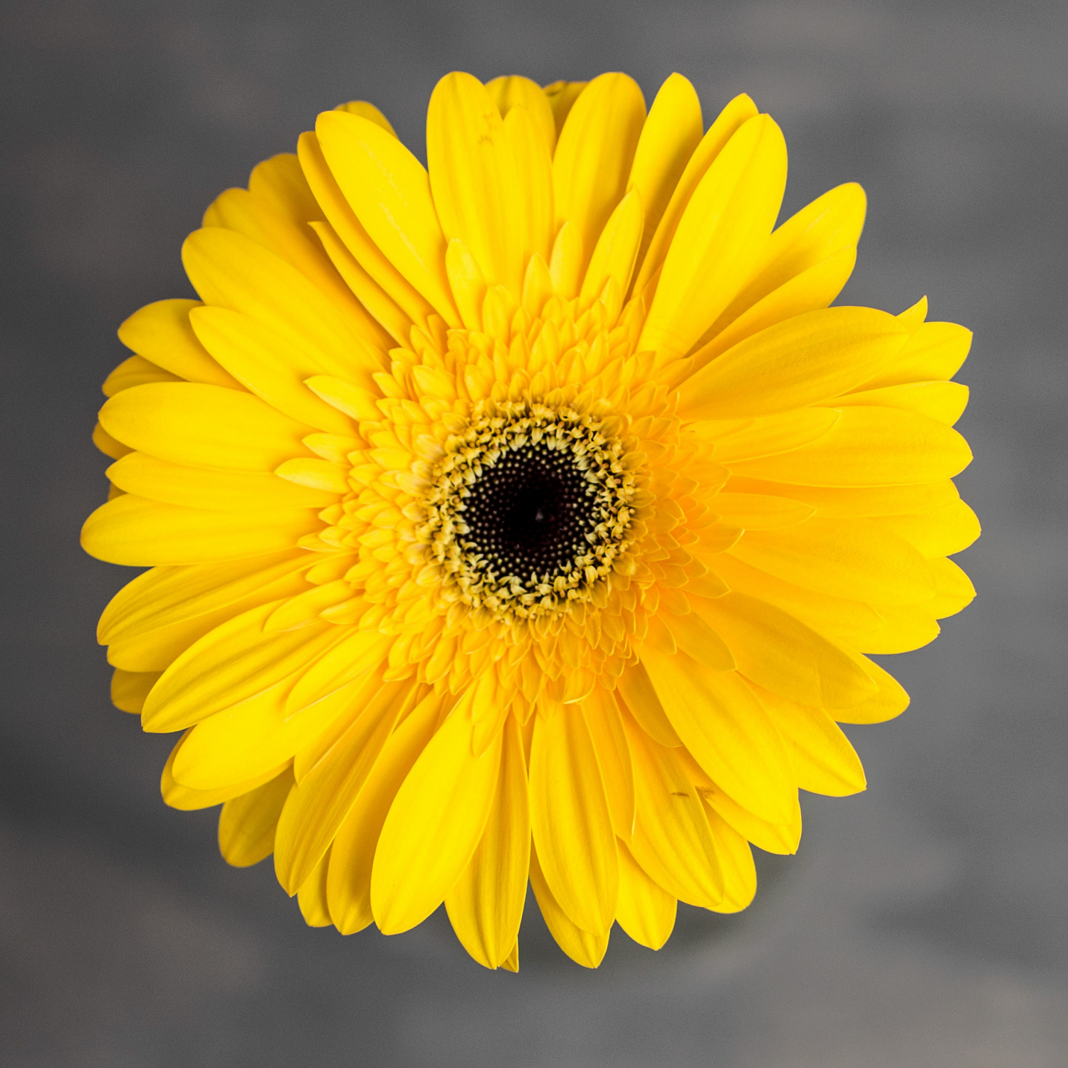Гербера Олимпик | Olimpic Gerbera