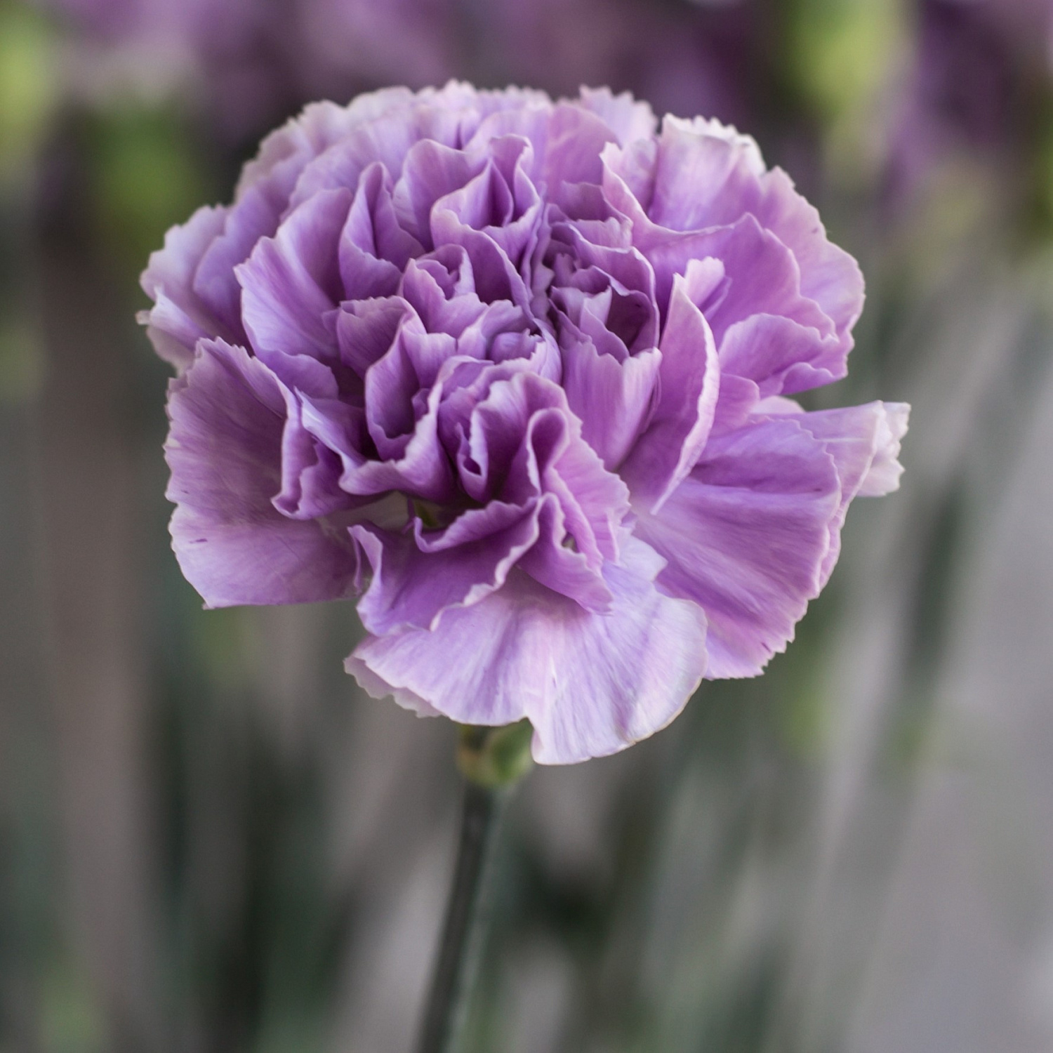 Гвоздика одноголовая лунная Мунаква | Moonaqua Carnation