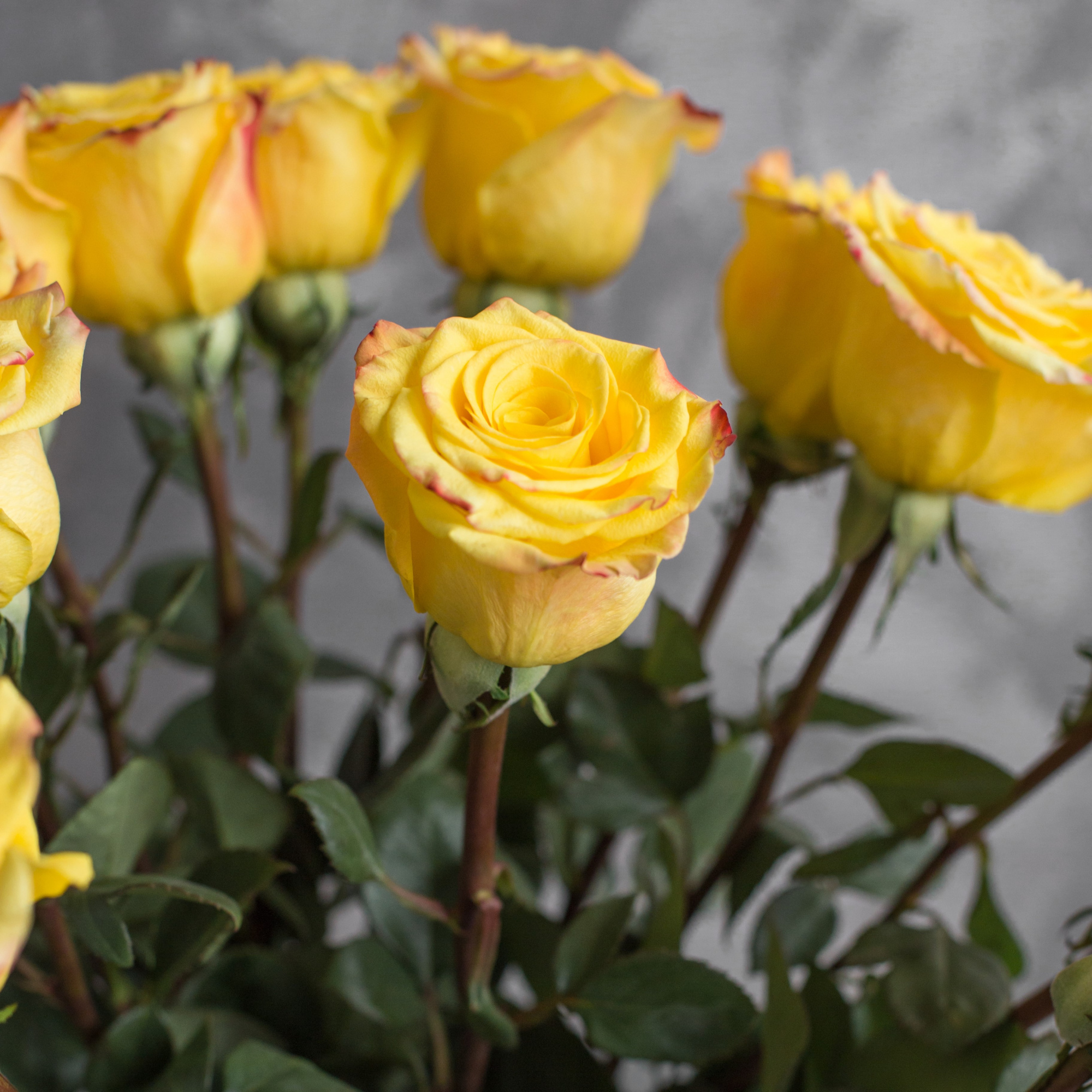 Роза Хай энд Еллоу Флэйм | High &amp; Yellow Flame Rose - "Спутник"