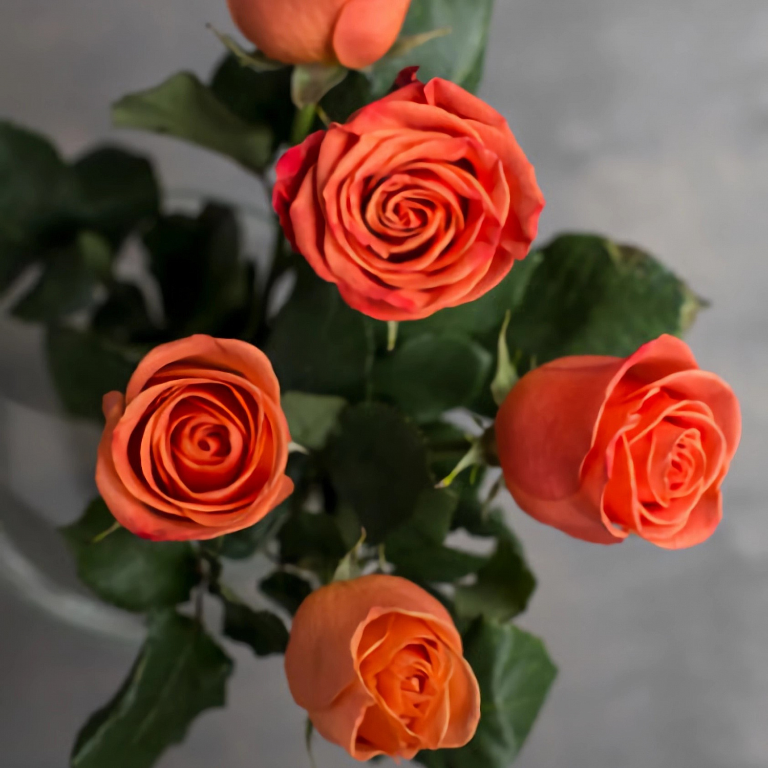 Роза Оранж Краш | Orange Crush Rose