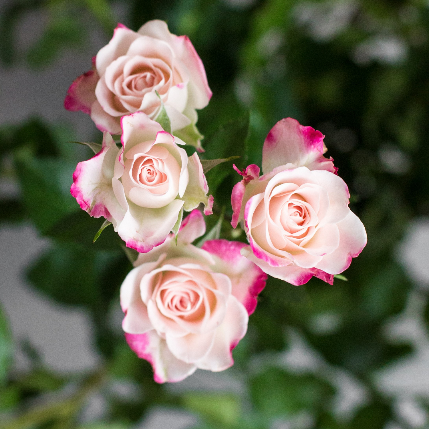 Роза кустовая Рефлекс | Reflex sprey rose
